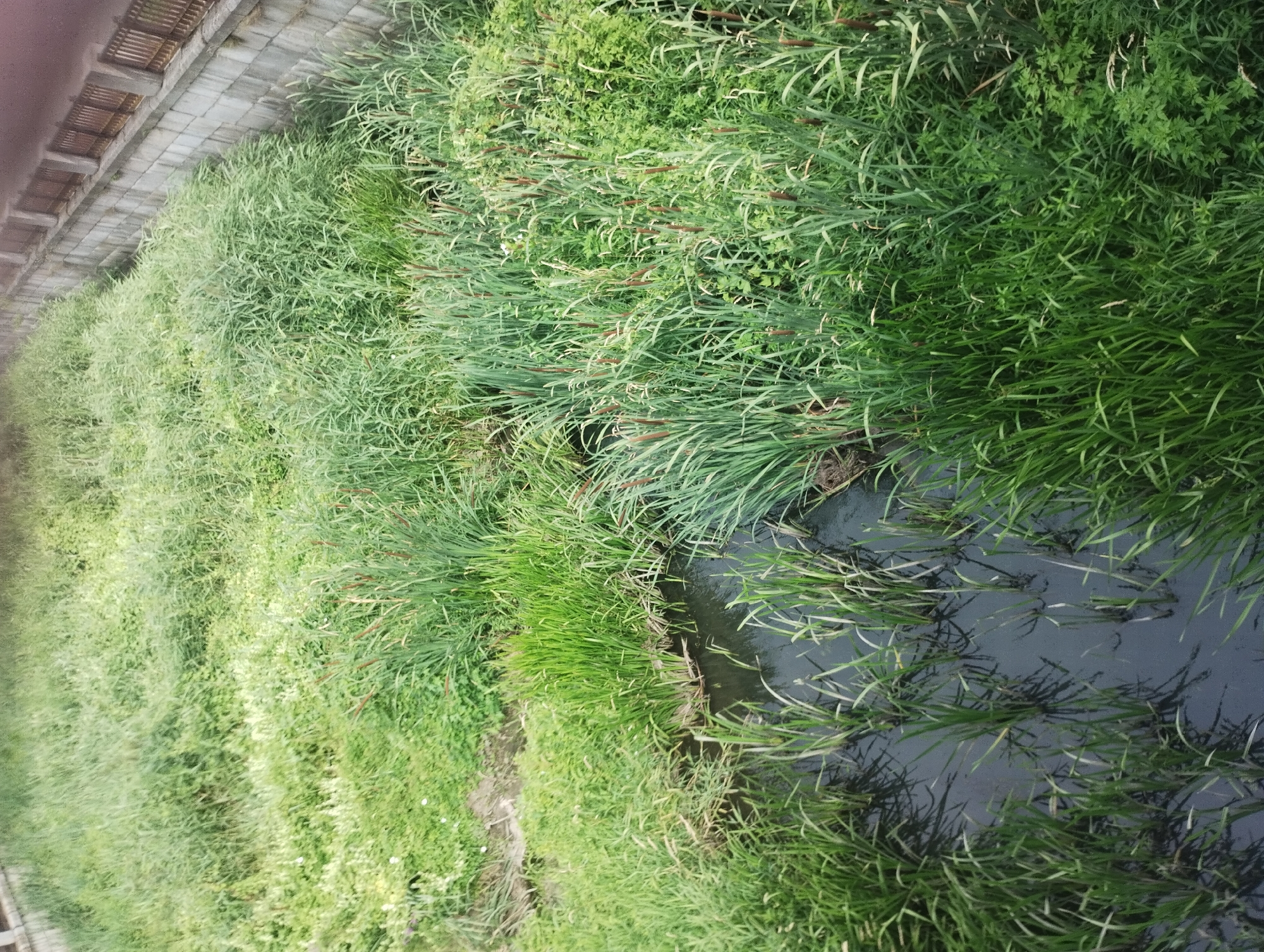 An elevated, wide-angle shot captures a narrow, overgrown waterway in the city of Sumy, Ukraine. The water is dark and still, bordered by dense, green vegetation including tall reeds and various grasses. A concrete wall with a metal railing lines the right bank of the waterway, suggesting an urban or park setting. The overall impression is one of natural growth reclaiming a managed space.