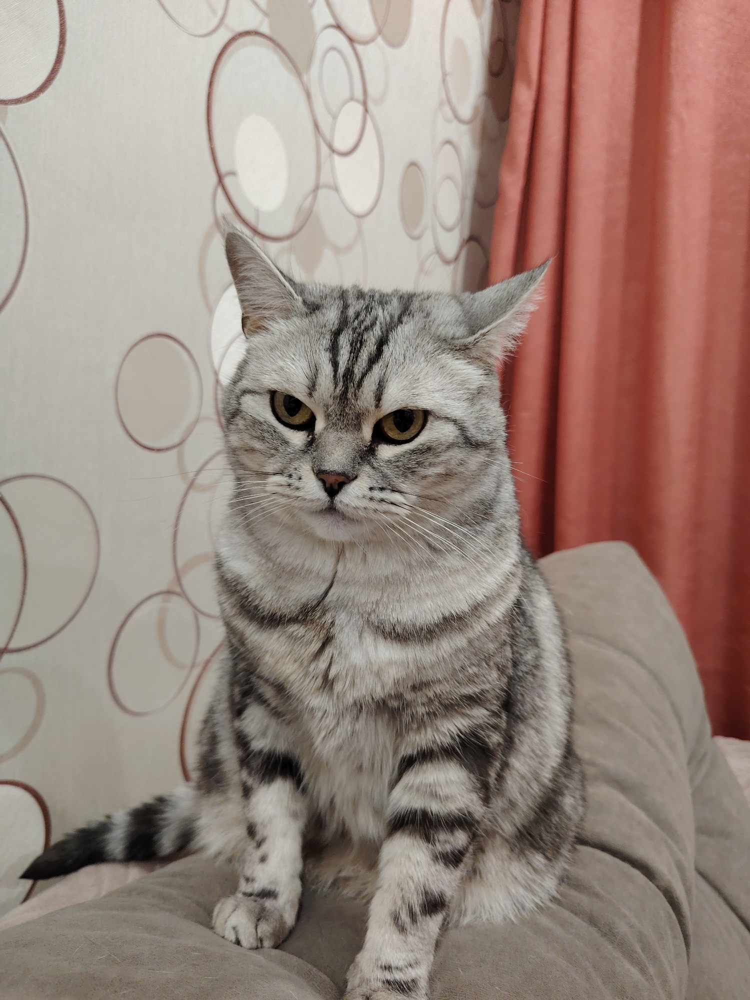 A medium shot depicts a gray tabby cat with a stern expression, sitting upright on a tan cushion or pillow. The cat has striking black stripes and yellow eyes, giving it a unique appearance. It is positioned in the center of the frame.
The background behind the cat features a wallpaper with a pattern of overlapping circles in shades of cream and brown, adding a subtle geometric element to the scene. To the right of the frame, there is a red curtain, offering a pop of color and contributing to the overall depth of the image. The location is Unknown, Unknown.
