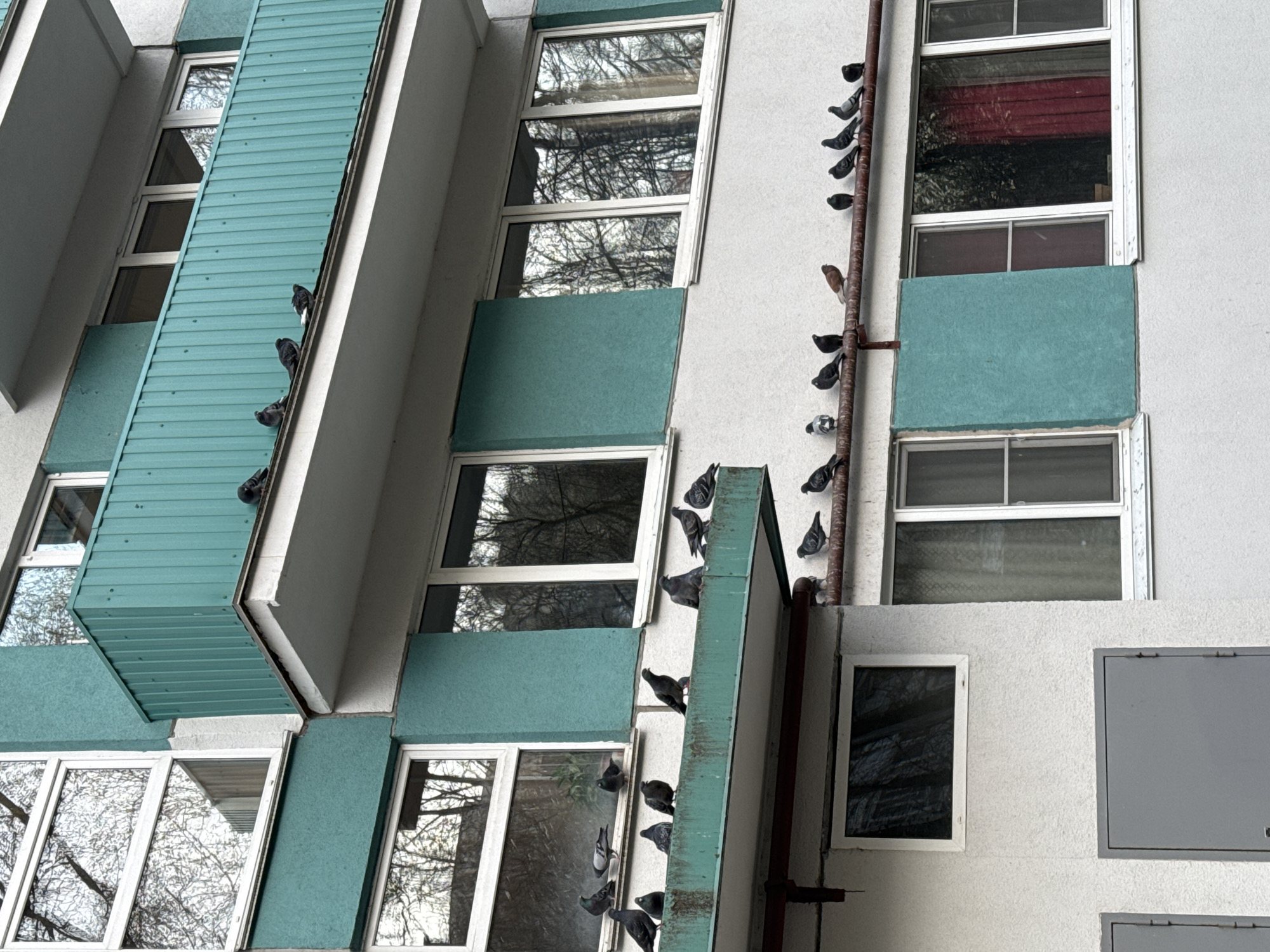 The image captures a detailed view of a multi-story building facade, characterized by its light-colored (white or light grey) walls and contrasting teal-colored panels and balconies. Numerous white-framed windows reflect the stark, bare branches of trees, suggesting late autumn, winter, or early spring, and an overcast sky.
Many pigeons are prominently featured, perched on various ledges and architectural elements of the building. Clusters of pigeons are visible on the teal balcony edges, white window sills, and along a vertical, rusty-colored pipe running up the building's right side. Some pigeons appear to be resting, while others are simply observing. No human subjects or activity are visible.
The scene depicts an urban environment, likely daytime under an overcast sky, given the diffused lighting and lack of harsh shadows. The architectural style combines utilitarian elements with some modern paneling. The photo is taken from a low angle, looking upwards at the building, and has a slight tilt, emphasizing the verticality of the structure.
There is no visible text in the image. The location context provided is Saint Petersburg, Russia.