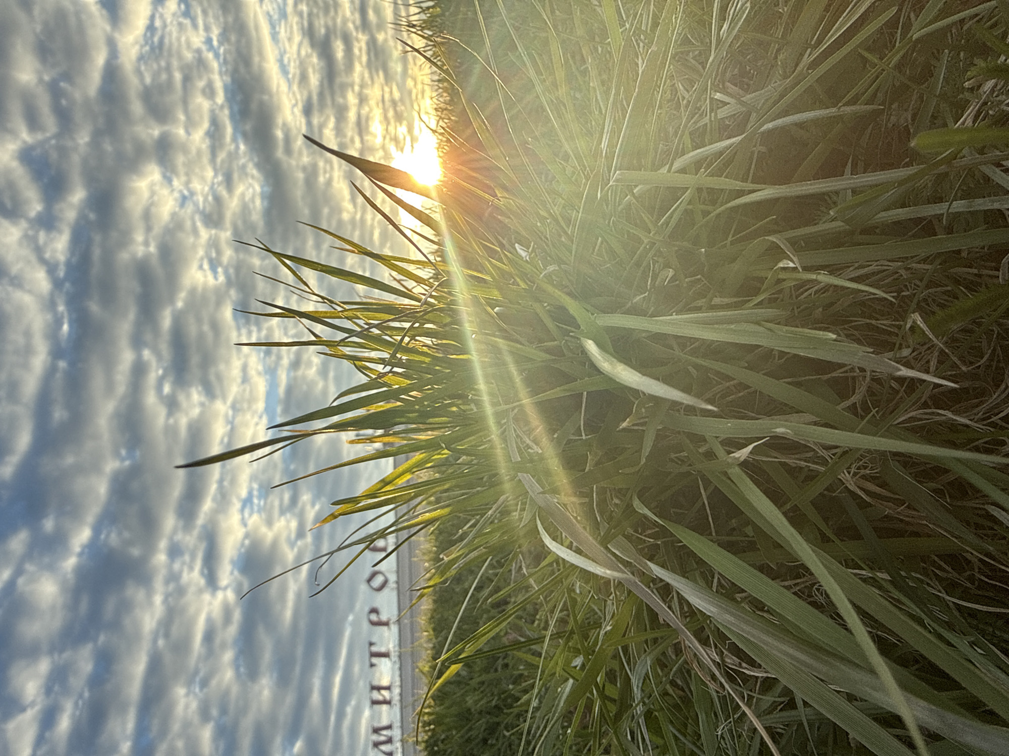 The image captures a vibrant outdoor scene at either sunrise or sunset, with a low-angle perspective looking up through lush green grass. The sun, positioned on the left side of the frame and partially obscured by the foliage, casts a brilliant golden light and prominent lens flares across the grass and sky. The sky is adorned with numerous fluffy, textured clouds, exhibiting a blend of soft blue and warm golden tones, indicative of early morning or late afternoon light.
A dense mass of tall, green grass occupies the foreground and much of the right side of the image, with individual blades silhouetted and illuminated by the backlight, creating a dynamic visual effect.
In the mid-ground, towards the lower left, a large white sign with Cyrillic lettering is partially visible behind the grass. The discernible text clearly shows "МИТРО". With the provided context of "Dmitrov, Russia," this likely spells out "ДМИТРОВ" (Dmitrov), suggesting the location is near or at the entrance to the city of Dmitrov. No specific activity or people are depicted, and the scene evokes a sense of natural tranquility and warmth.