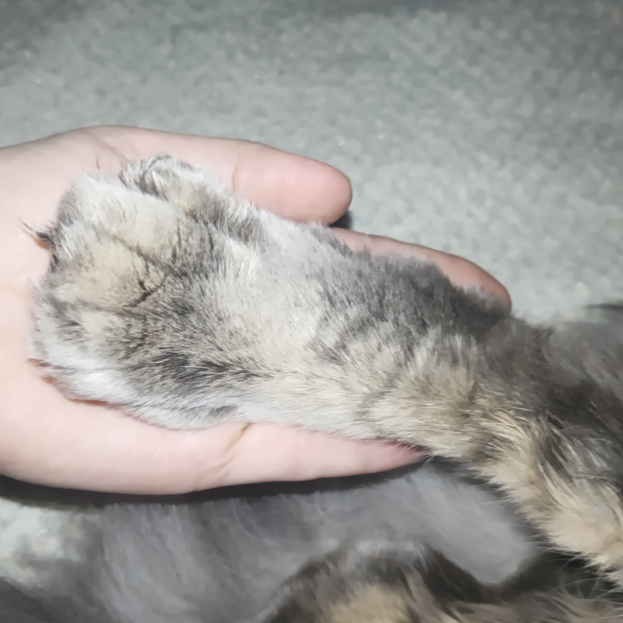A human hand is holding a cat's paw. The cat's fur is gray and brown. The background is a mottled gray surface. The location is not discernible from the image.