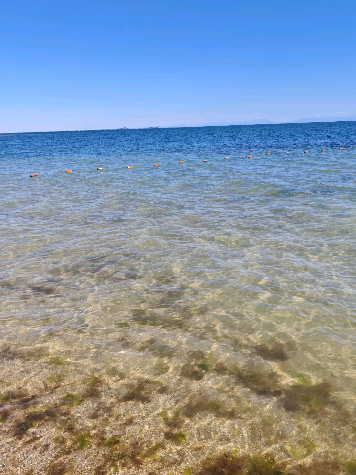 The image depicts a clear, tranquil sea under a bright blue sky. In the foreground, the sandy seabed is visible through the shallow, translucent water, with patches of green algae scattered across it. A line of small orange buoys floats on the surface, marking a boundary. In the distance, the blue expanse of the sea meets the horizon, beyond which a faint city skyline is visible, suggesting the location is near a coastal urban area. The overall scene is one of peaceful, natural beauty.