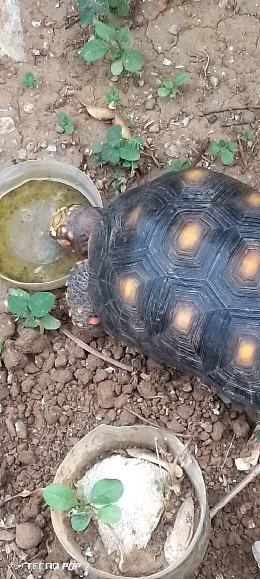In Altagracia, Venezuela, a red-footed tortoise is drinking from a shallow, clear plastic bowl filled with water. The tortoise has a dark, hexagonal patterned shell with yellow markings and a dark head with reddish-orange markings around its eyes and neck. It is positioned on dry, cracked earth interspersed with small stones and sparse green vegetation. Another shallow plastic container, holding a small plant and a white rock, is visible in the lower portion of the frame. The background consists of similar dry, earthy terrain with more scattered green shoots. The image has a watermark in the lower left corner that reads "TECNO POP 7".