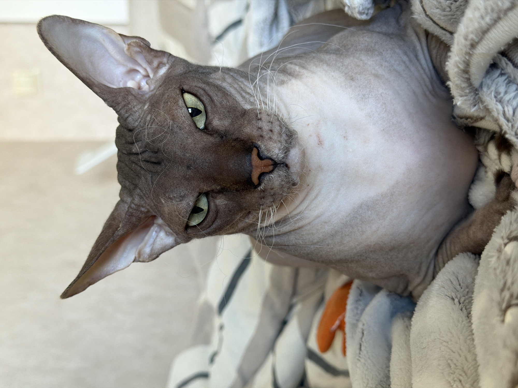 This is a portrait photograph of a Sphynx cat indoors. The cat is grey and hairless, with large ears and green eyes. It is sitting on a bed covered with blankets. The background is out of focus, but appears to be a wall with some light fixture. There is an orange object, possibly a toy, on the bed to the left of the cat. The image does not contain any information that would suggest a specific location within the city of Izhevsk, Russia.