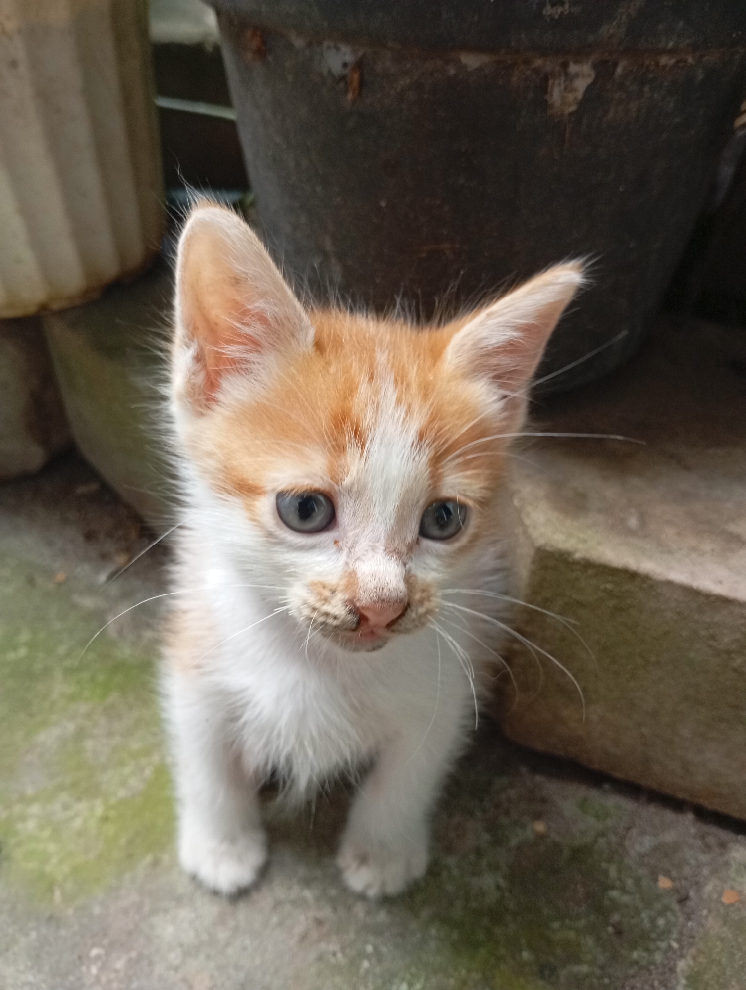A young orange and white kitten with blue-gray eyes is sitting on a textured concrete surface. The kitten is facing forward, with its ears perked up. Its fur is short and fluffy. In the background, there are large, dark planters and a light-colored, cylindrical object. The environment appears to be outdoors, possibly a courtyard or garden area. The lighting suggests it is daytime. The image was taken in Balikpapan, Indonesia.