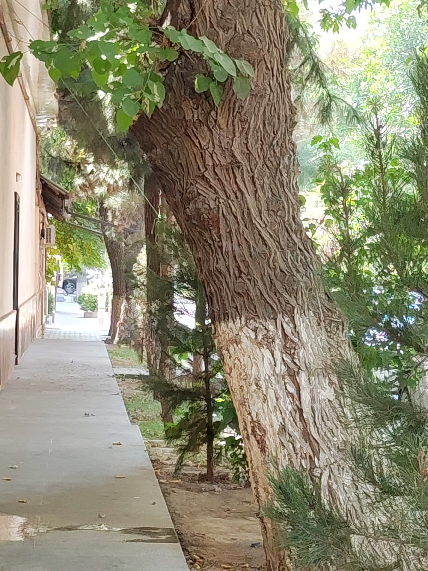 The image depicts an outdoor scene along a pathway next to a building on the left, with trees and vegetation on the right. A narrow, paved walkway runs along the left side of the frame, adjacent to a light-colored building with a dark vertical element on its exterior. Further down the walkway, a distant figure is visible near the entrance of a building. The right side of the image is dominated by the trunk of a large tree with rough, textured bark, partially painted white towards the base. Dense green foliage, including conifer branches, surrounds the tree. The pathway appears slightly damp in places, with scattered leaves. The overall impression is that of a serene, possibly urban, outdoor area with mature trees lining a walkway. The image has a slightly soft focus and appears to be taken during daylight.