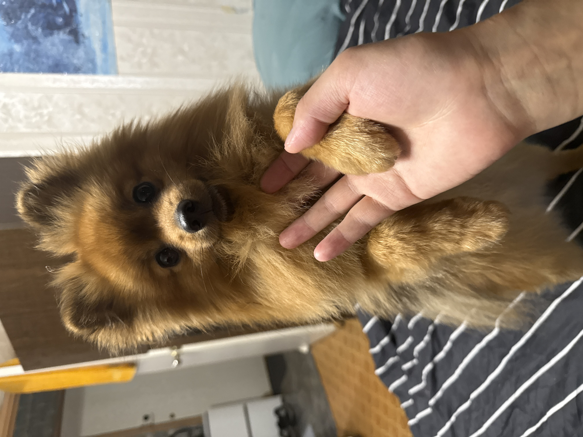 A Pomeranian dog with reddish-brown fur stands on its hind legs on a bed with black and white striped sheets. A human hand is in the foreground, touching the dog's chest and holding its paw. The background is out of focus, showing a room with a dresser, a yellow object, and a painting on the wall. The location is not identifiable as Khimki, Russia.