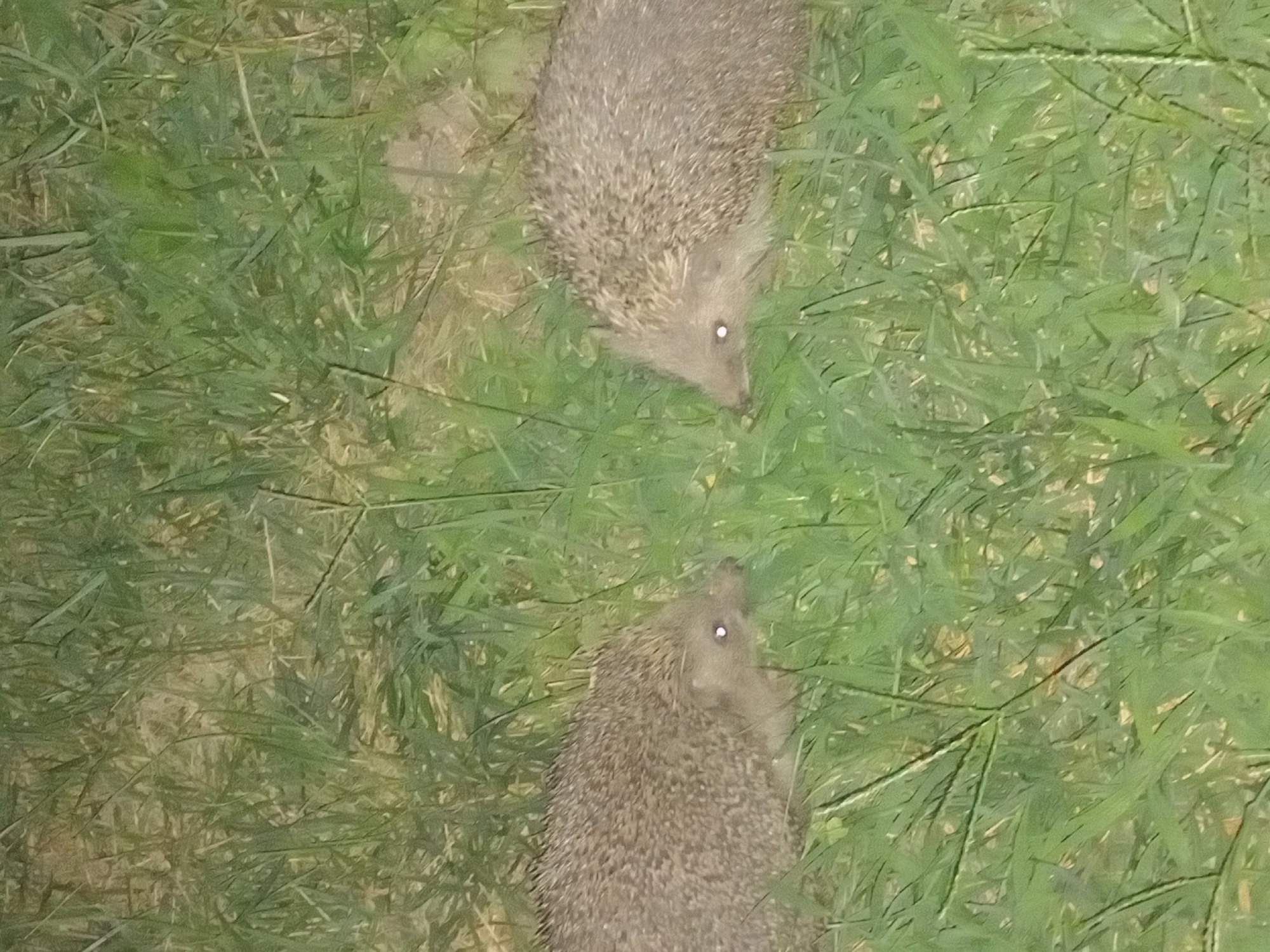 The image shows two hedgehogs in a grassy area. They are positioned facing each other, with their eyes reflecting light. The hedgehogs are covered in spines, and their faces are visible. The grass appears to be dry in some patches and green in others. The lighting suggests it might be evening or nighttime, given the reflections in the hedgehogs' eyes. The location is stated to be Bodrum, Turkey.