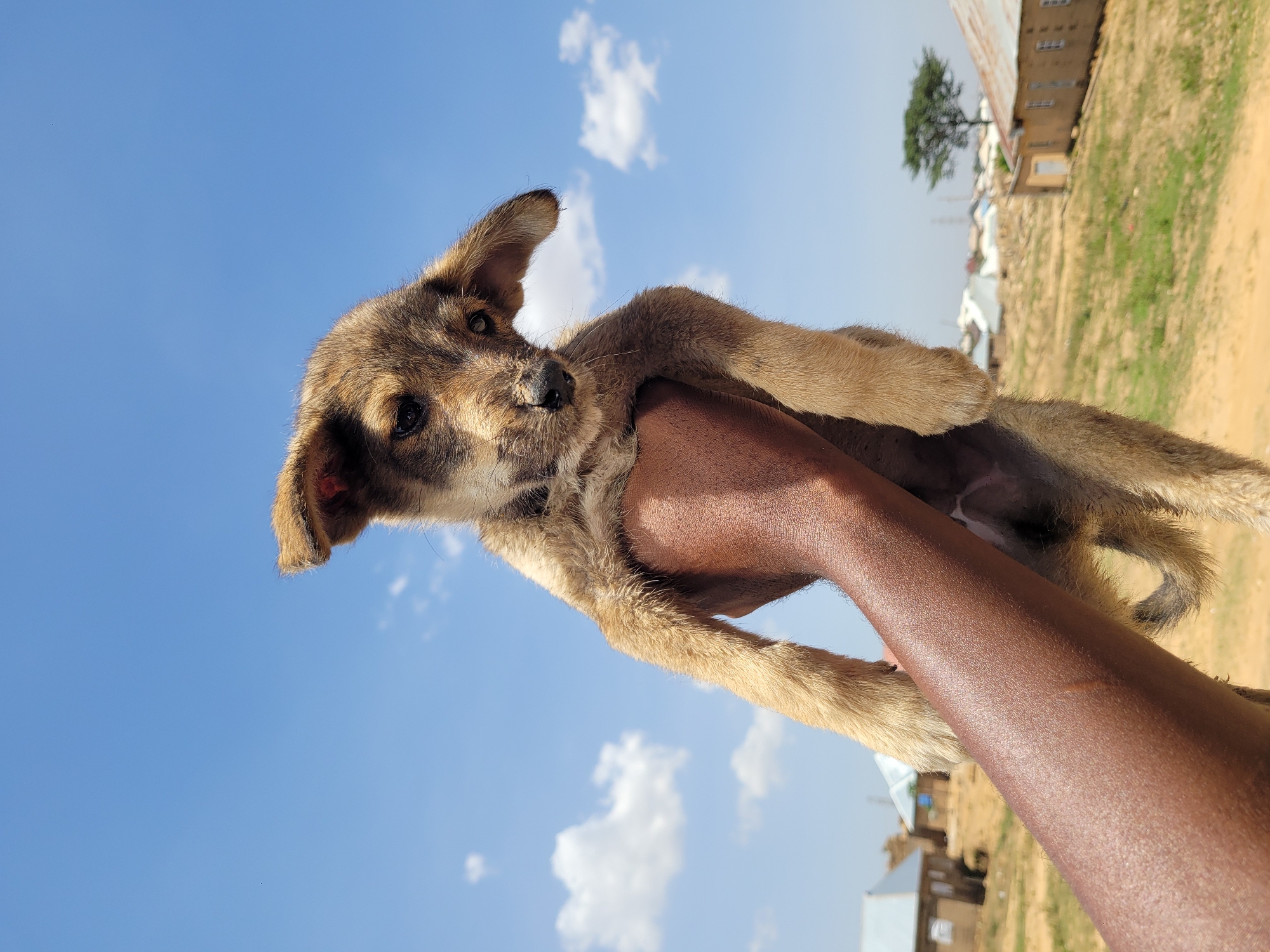 A tan and brown puppy is being held up to the sky by a dark-skinned hand. The sky is light blue with scattered white clouds. In the background, a cluster of buildings and trees can be observed. This image was captured in Barakin Akawo, Nigeria.