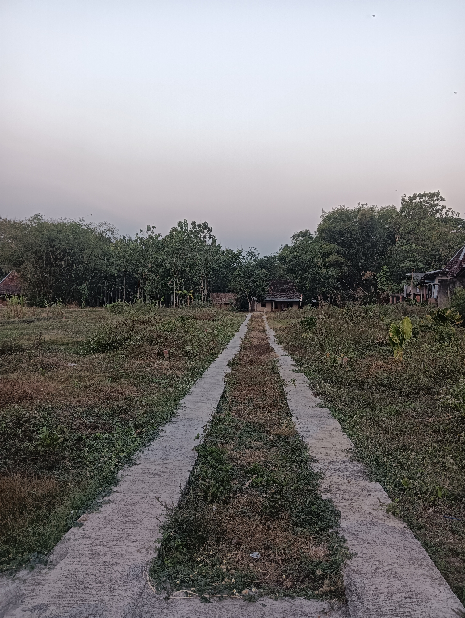 The image depicts a straight, narrow concrete path leading through an overgrown field towards a cluster of buildings and dense trees. The path is flanked by dry grass and weeds, with some patches of green vegetation. In the distance, several structures are visible, including a house with a reddish-brown roof and another building with a white roof and a porch. A line of trees, including what appears to be bamboo and other deciduous trees, forms a backdrop to the scene. The sky is a pale, hazy gradient, suggesting either early morning or late evening. The overall impression is of a rural or semi-rural setting in Pilangsari, Indonesia, characterized by natural vegetation and simple residential structures. There are no people or animals visible in the image.