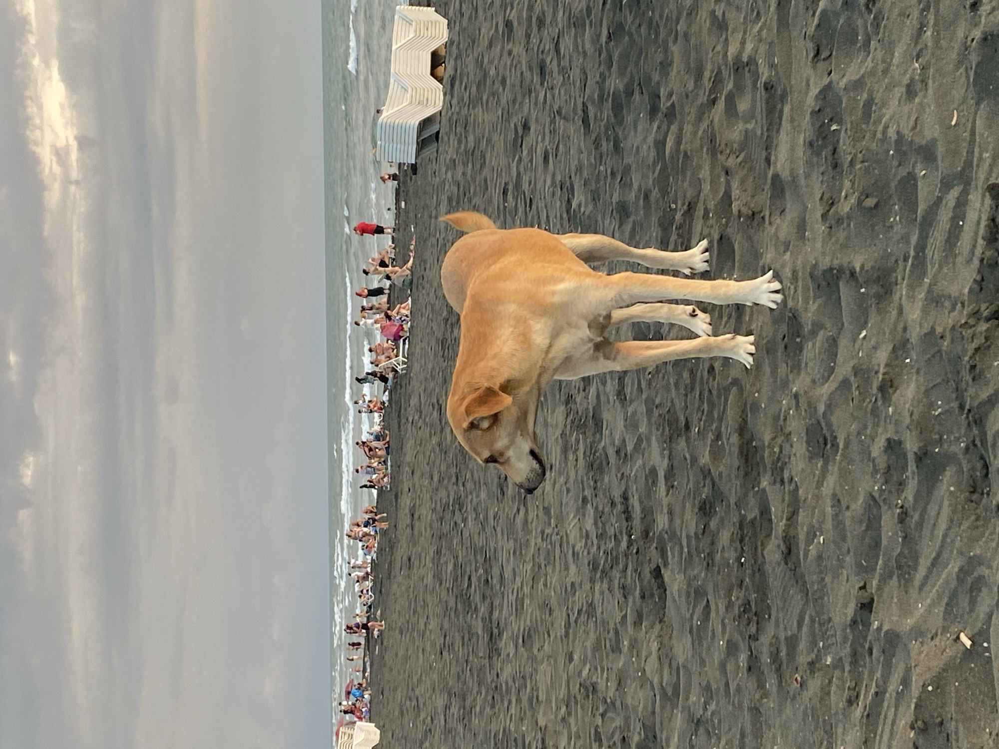 A light brown dog stands on a dark sand beach in Ureki, Georgia. The dog is in the foreground, facing left, with its head turned to look away from the camera. The dog's body is mostly visible, with its tail slightly raised. In the background, there are many people on the beach, some sitting on chairs and towels, while others are standing or walking. The ocean is in the distance, with waves breaking on the shore. The sky is cloudy, with a mix of gray and white clouds. Several stacks of white lounge chairs are visible to the right of the dog. The scene depicts a busy beach on an overcast day.