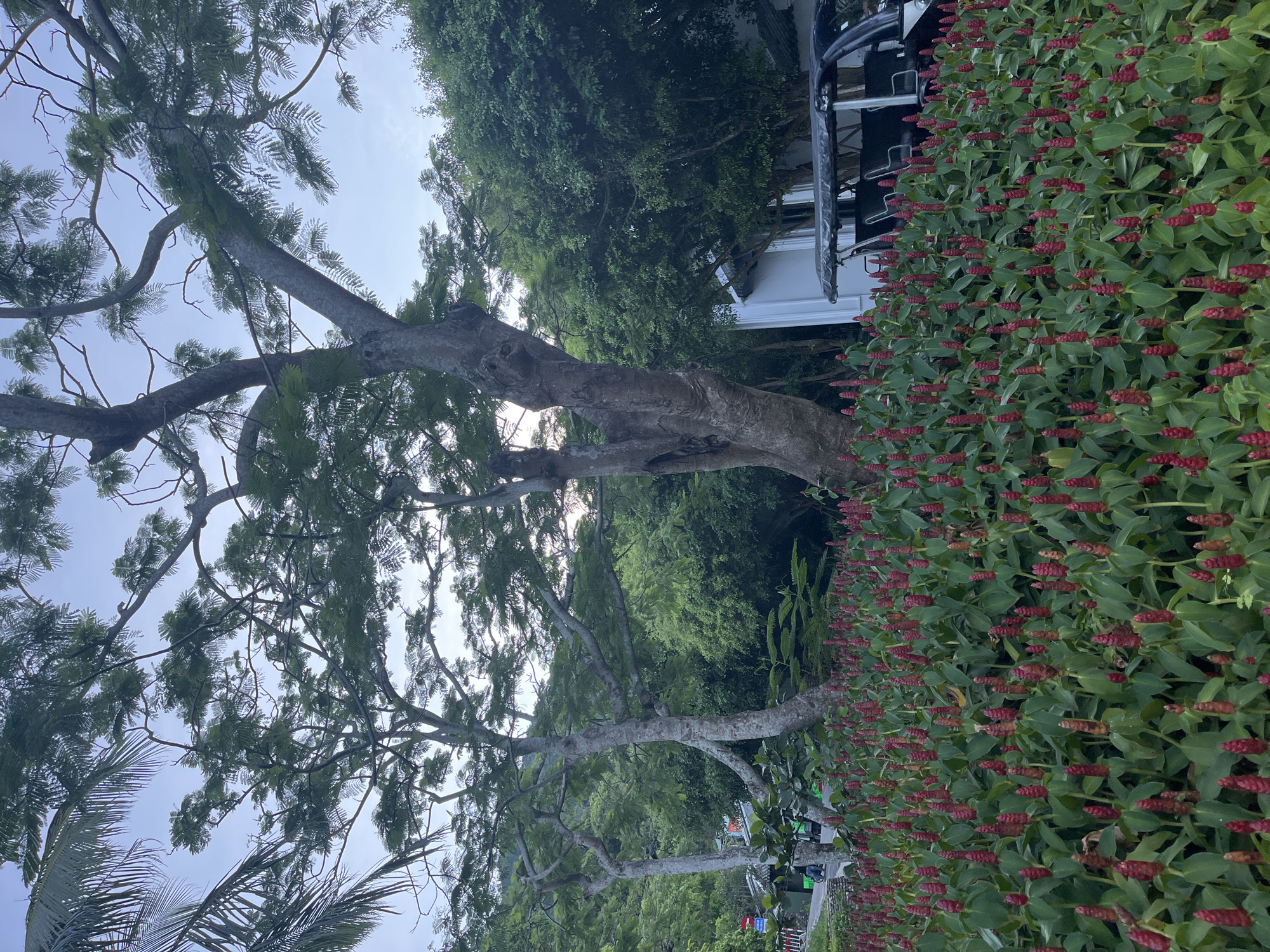 The image captures a verdant scene with a large tree dominating the left side of the frame. Its branches reach towards a bright sky, partly obscured by the tree's dense foliage. A secondary tree is visible on the right side, behind a vibrant hedge of plants with red, cone-shaped flowers.
In the background, a partially obscured building is visible, possibly a house or small structure. The lower portion of the frame includes a sidewalk with street lights.
Based on the presence of specific flora and architectural styles, the image potentially captures a scene in Đà Nẵng, Vietnam, but definitive confirmation would require additional evidence. No people are directly visible in the image.