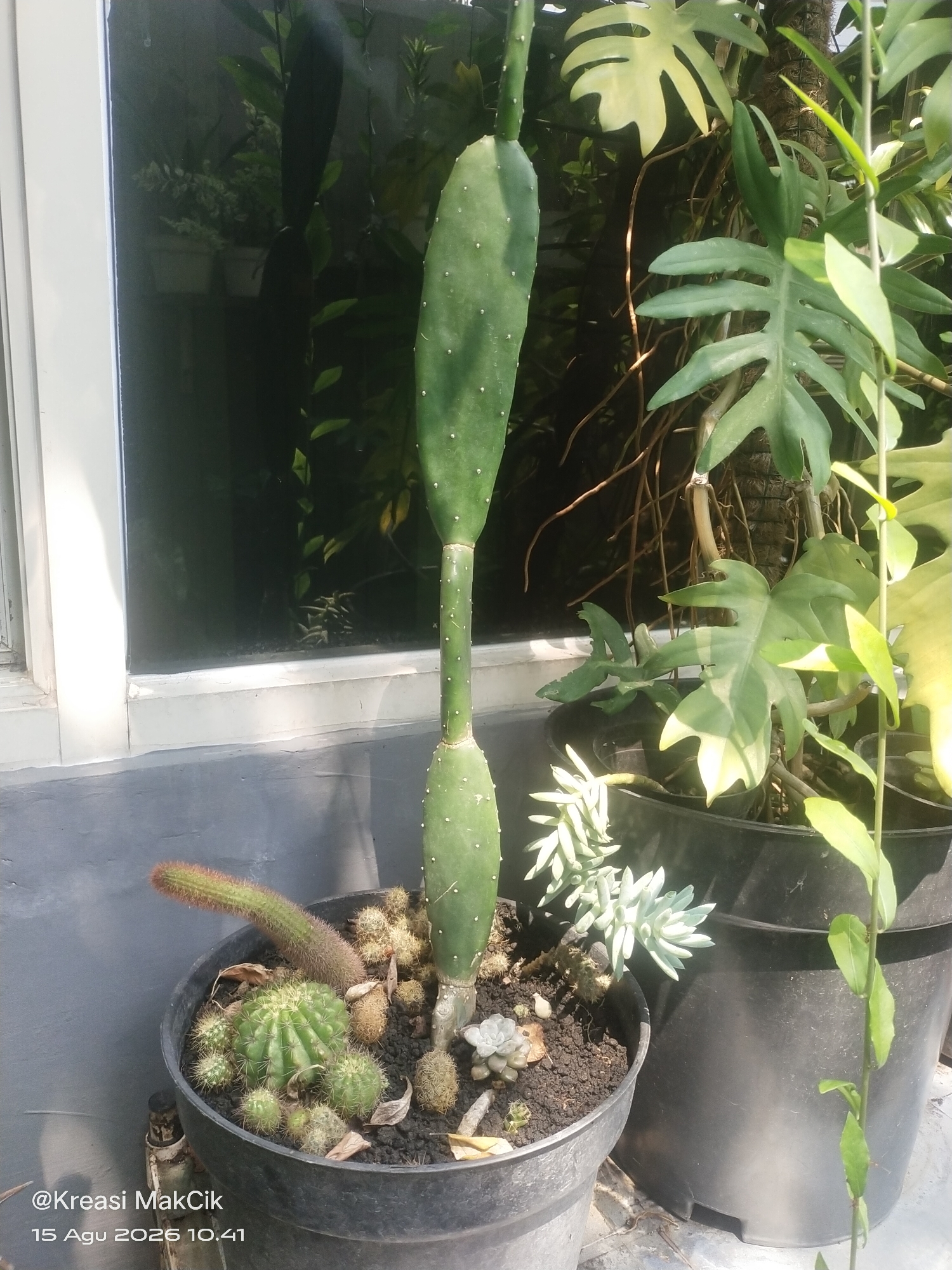 A close-up, low-angle, outdoor photograph captures a collection of potted succulents and cacti on what appears to be a windowsill or ledge, located in Bringinbendo, Indonesia. The sun illuminates the scene, casting shadows and highlighting the textures of the plants.
In the foreground, a large, dark gray plastic pot contains a variety of succulents. A prominent, round, green cactus with numerous small spines sits in the center, surrounded by smaller, similar cacti. To the left, a long, reddish-brown, fuzzy cactus extends horizontally from the pot, curving upwards. Several smaller, dried plant debris are scattered across the dark soil. Behind these, a tall, segmented green cactus, possibly a prickly pear, stands vertically, its surface dotted with white areoles. To the right of this, in a larger, black plastic pot, a leafy green plant with large, lobed leaves dominates the background. Tendrils and aerial roots are visible, suggesting it might be a climbing or vining plant. A smaller, pale green succulent with fleshy, stacked leaves is situated in the foreground of this pot.
The background reveals a dark reflection in a window, showing hints of greenery and possibly other plants within an interior space. A white window frame borders the left side of the image. The surface beneath the pots is a textured, light gray material, likely concrete or a similar building facade. The overall impression is one of a curated collection of drought-tolerant plants thriving in a sunny, urban environment. The timestamp "@Kreasi MakCik 15 Agu 2026 10.41" is overlaid on the bottom left of the image.