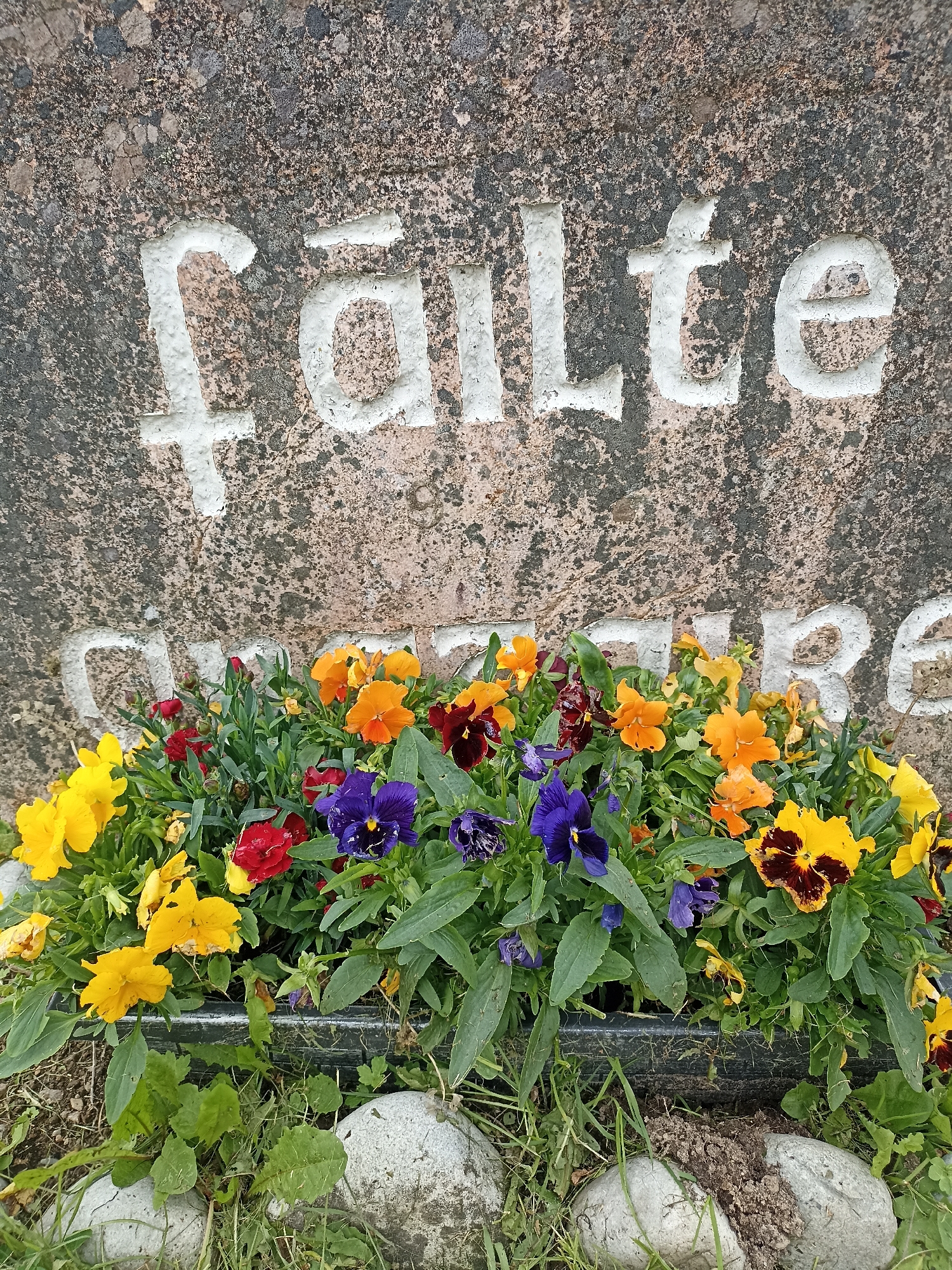 The image is a close-up, eye-level shot of a stone marker with carved and painted white text that reads "fälte". Below the text, a planter box filled with colorful pansies in shades of yellow, orange, red, and purple is visible. The stone marker appears weathered and speckled with dark marks. Green foliage surrounds the flowers and extends to the bottom of the frame where two light-colored, smooth rocks are partially visible, along with some dry grass and soil. The background is out of focus, hinting at an outdoor setting. The image does not depict any people or actions.