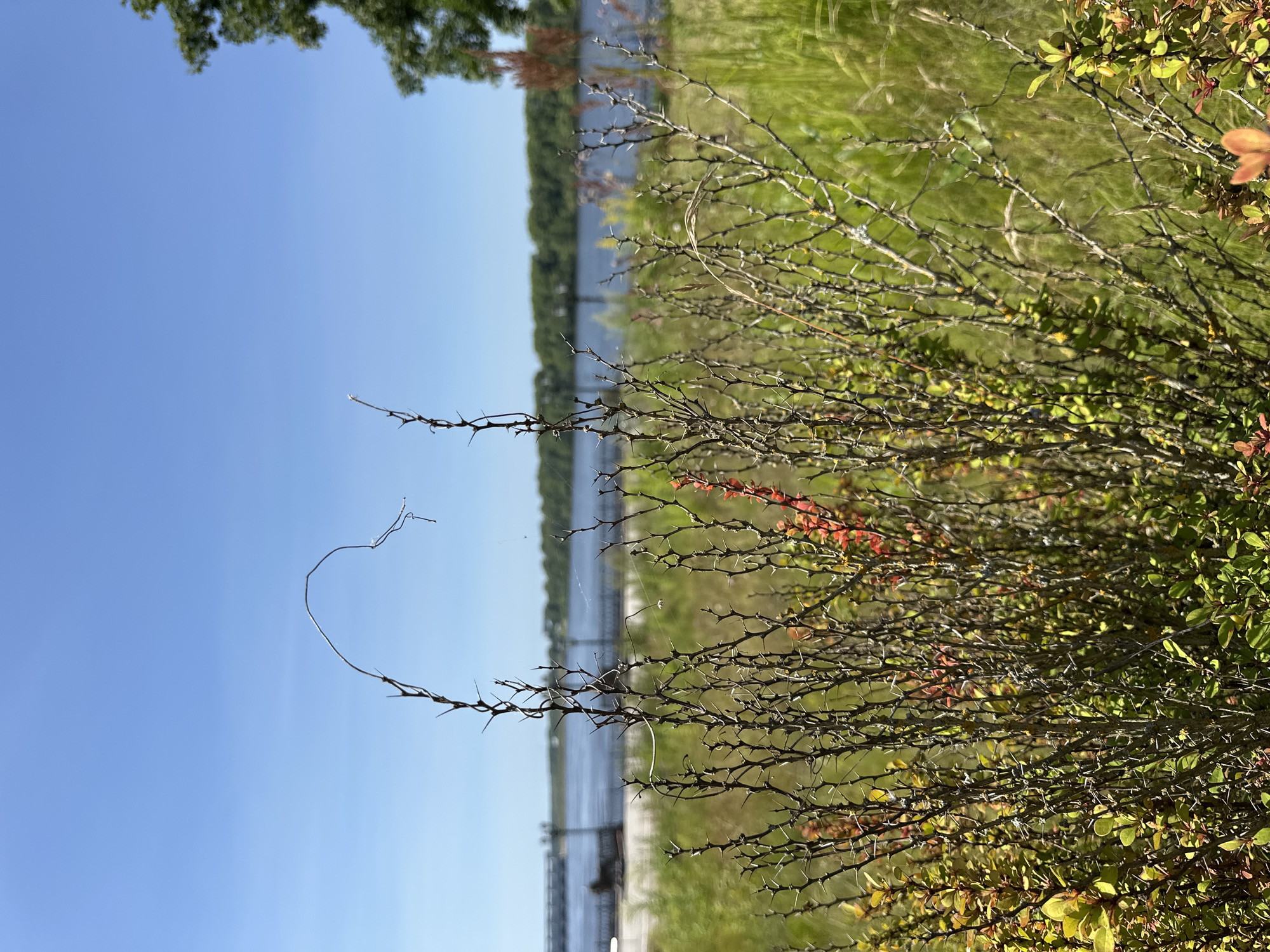 A medium shot captures a close-up of thorny branches from a shrub in the foreground, with a blurred body of water and a distant tree line in the background under a clear blue sky. The branches are mostly bare, with a few small green and reddish leaves. A thin strand of spiderweb is visible extending from one of the branches. In the distance, a body of water is visible, with a pier or walkway along its edge and lush green trees bordering it. The overall lighting suggests a sunny day.