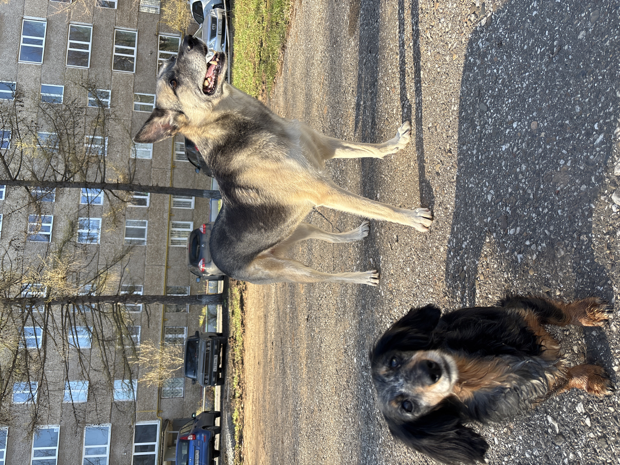 Two dogs are the primary subjects of the image. One dog is a medium-sized, light-colored dog standing. The second dog is a smaller, dark-colored dog lying down. The dogs are in an outdoor area, on a paved surface. In the background, there is an apartment building, and several cars are parked nearby. Based on the apartment building and the style of the cars, the location is Izhevsk, Russia. The image is taken at ground level during daytime. The tall dog is standing, looking up, mouth open. The short dog is lying down, and looking into the camera.