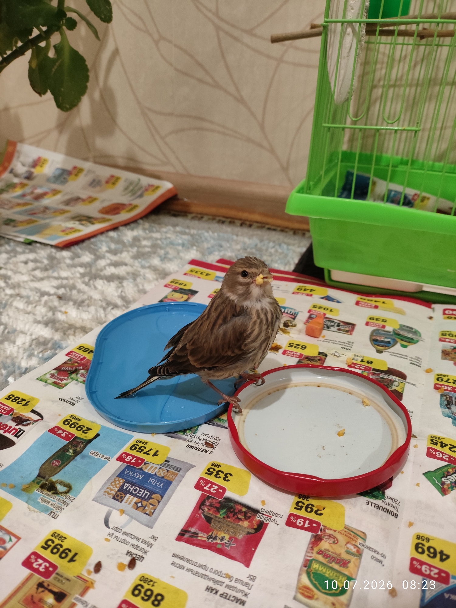 A small brown bird is perched on a blue plastic lid placed on top of a newspaper circular. The bird has a yellow beak and is facing the viewer. In the background, a green birdcage is visible, and a plant with green leaves is hanging from above. The newspaper circular has various advertisements and prices printed on it. The overall scene appears to be indoors, likely in a home environment.