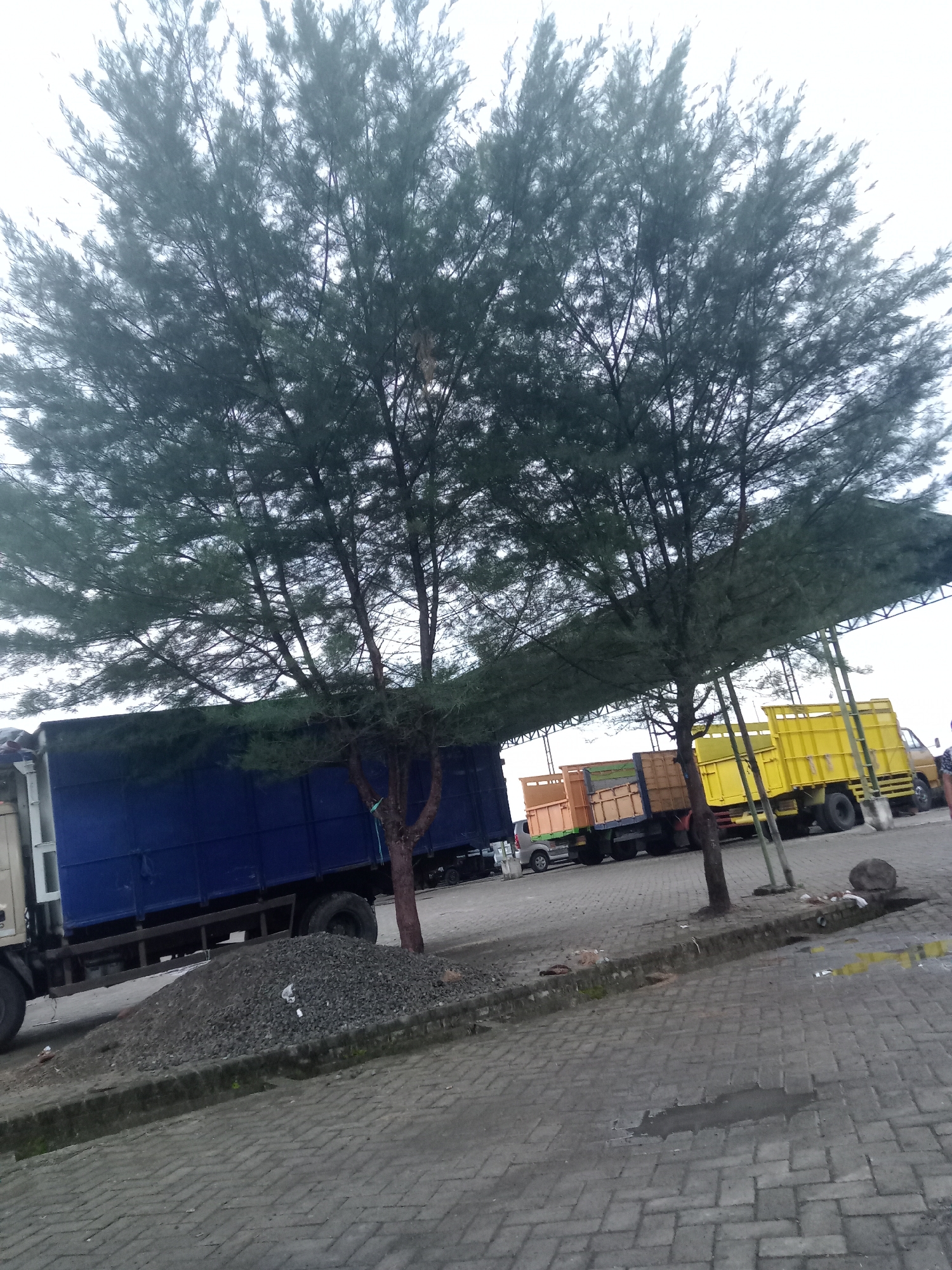 The photo depicts a scene in Bungur, Indonesia, featuring a paved area with several large trucks parked in a line. The trucks vary in color, including blue, orange, and yellow. Two trees with dense, dark green foliage partially obscure the view of the trucks. A pile of gravel sits near the base of one of the trees. The sky is overcast. The ground appears wet in some areas, indicating recent rainfall. A person is visible near the yellow truck. A protective awning or roof structure is visible in the background, providing shade over the trucks. The overall impression is of an industrial or commercial area on a cloudy day.