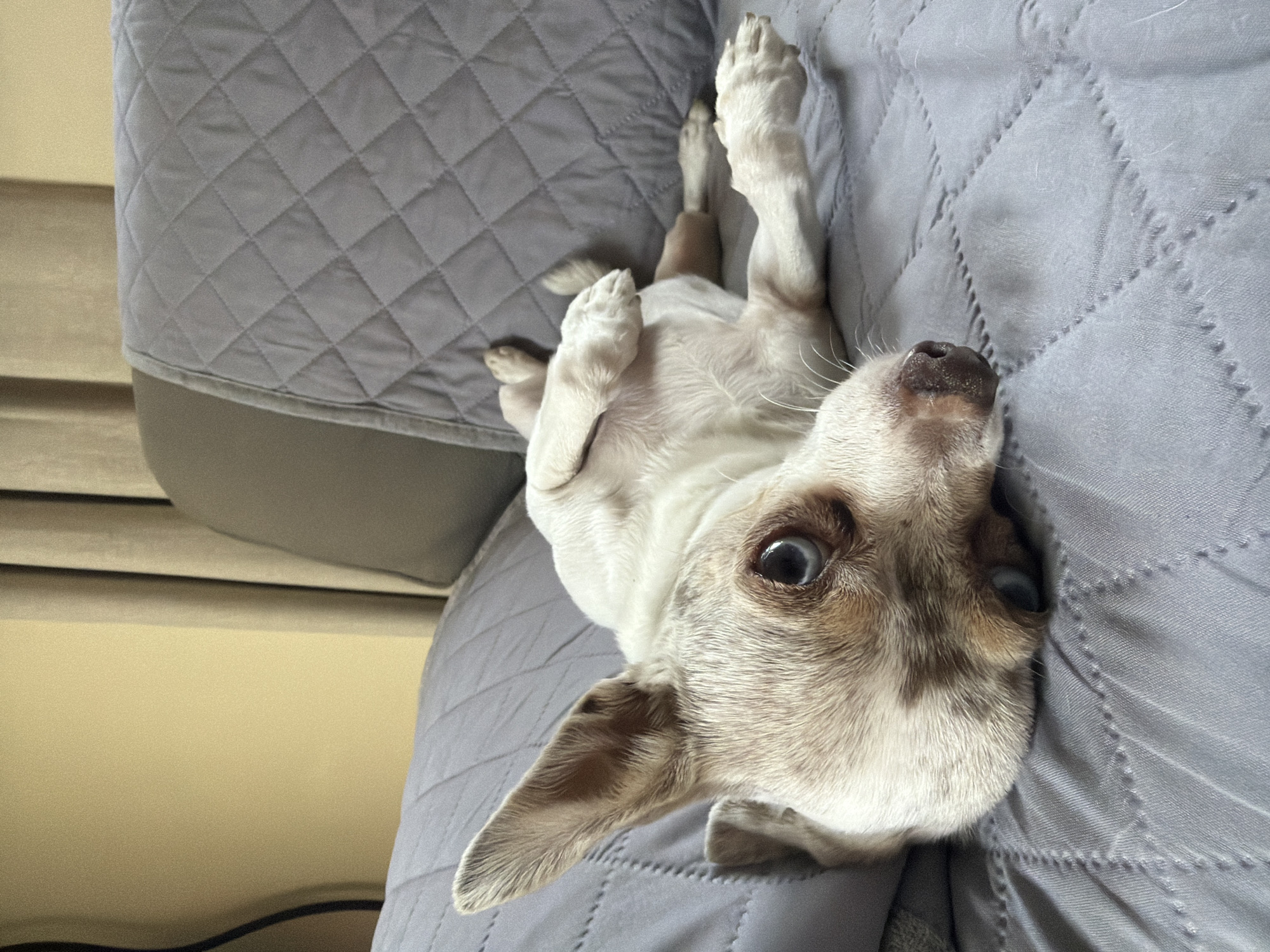 A tan and white Chihuahua is lying on its back on a gray quilted sofa. The dog has white paws and a tan and white face with brown markings around its eyes. The sofa is in a room with yellow walls. The location in Cuautla, Mexico is not discernible from the provided image.