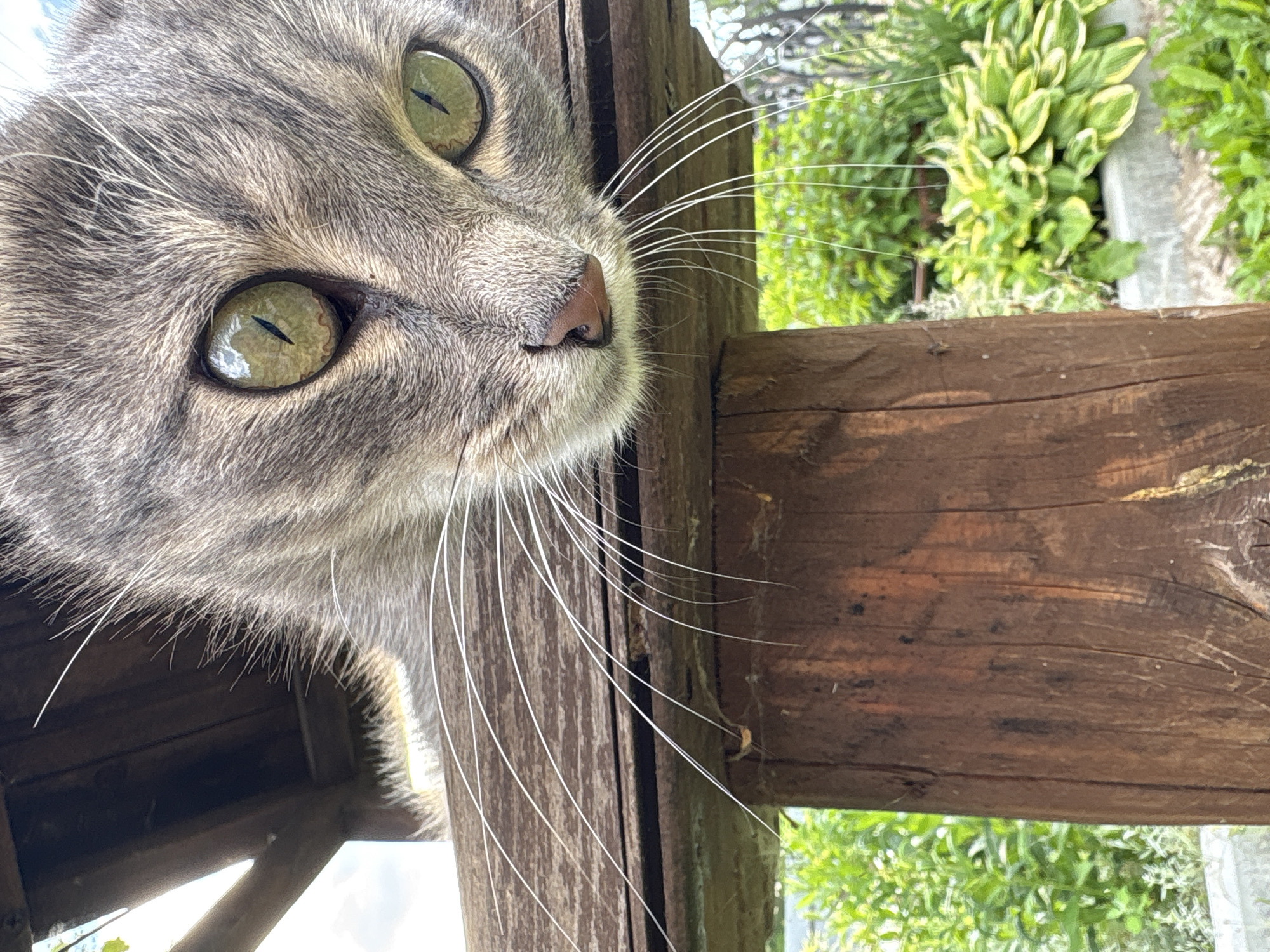 The image shows a close-up, Dutch-angle shot of a grey tabby cat's face. The cat is looking directly at the camera with its striking green eyes, which have black, vertical pupils. Its whiskers are long and white, fanning out from its snout. The cat's fur is detailed, showing individual strands and a subtle striped pattern.
The cat appears to be positioned near a wooden structure, likely part of an outdoor shelter or fence, with weathered brown planks visible in the foreground and right side of the frame. Behind the cat and the wooden structure, lush green foliage is visible, suggesting an outdoor setting, possibly a garden or yard. The lighting suggests it is daytime, with natural light illuminating the scene. The cat's expression is curious and direct, its gaze captivating. The overall impression is an intimate portrait of a domestic cat in a natural environment.
The location context provided is Сульмаш, Russia. No text is visible in the image.