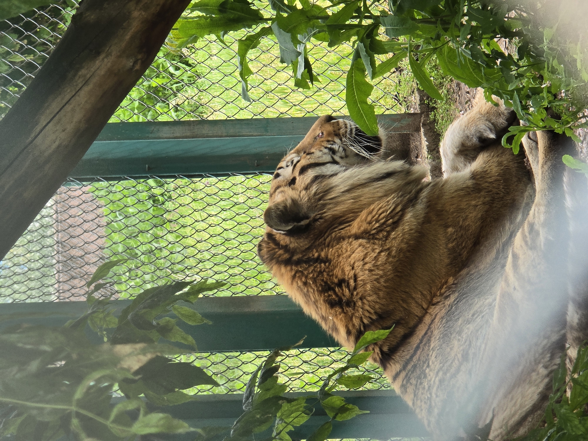The image shows a tiger in an enclosure at the Unknown zoo in Unknown. The tiger is lying on its side, with its head resting on its paws. The enclosure has a wire mesh fence and a wooden frame. There are green leaves growing around the enclosure. The background is a grassy area.