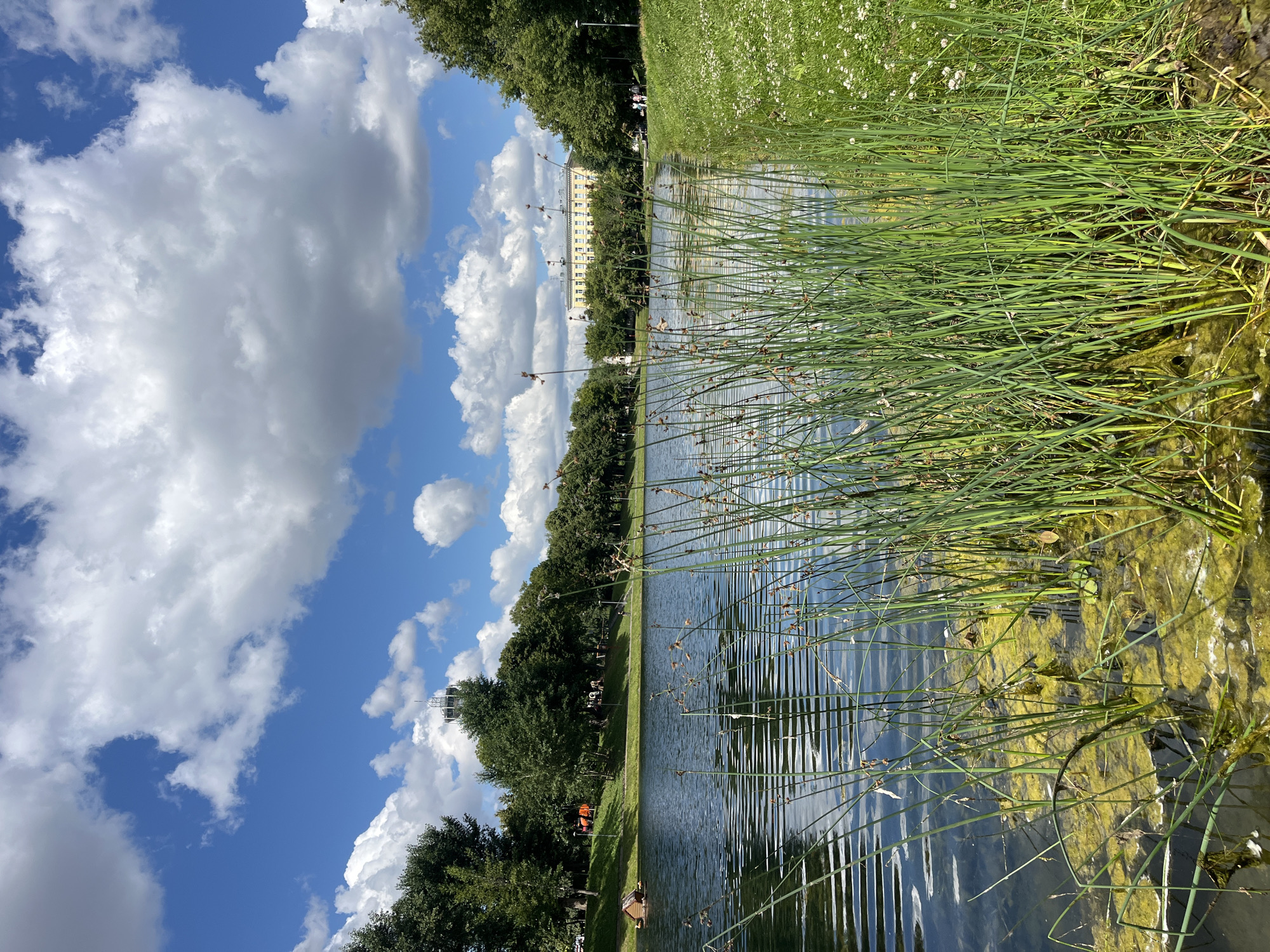 This is a photograph taken on a sunny day with a partly cloudy sky over a body of water. In the foreground, tall green reeds grow in the shallow water, with some yellow-green algae visible. The water surface shows ripples and reflections. Beyond the reeds, a wide expanse of dark water stretches towards a tree-lined bank. On the far bank, a line of green trees forms a backdrop for several buildings, including a long, light-colored building with multiple windows and a tower structure in the distance. A paved path runs along the edge of the bank, with a few scattered figures of people visible. To the right of the frame, a grassy bank is dotted with small white flowers. The scene appears to be a park or waterfront area. This image is likely taken in Moscow, Russia, possibly in a park like Gorky Park or Zaryadye Park, known for their waterfront areas and urban greenery.