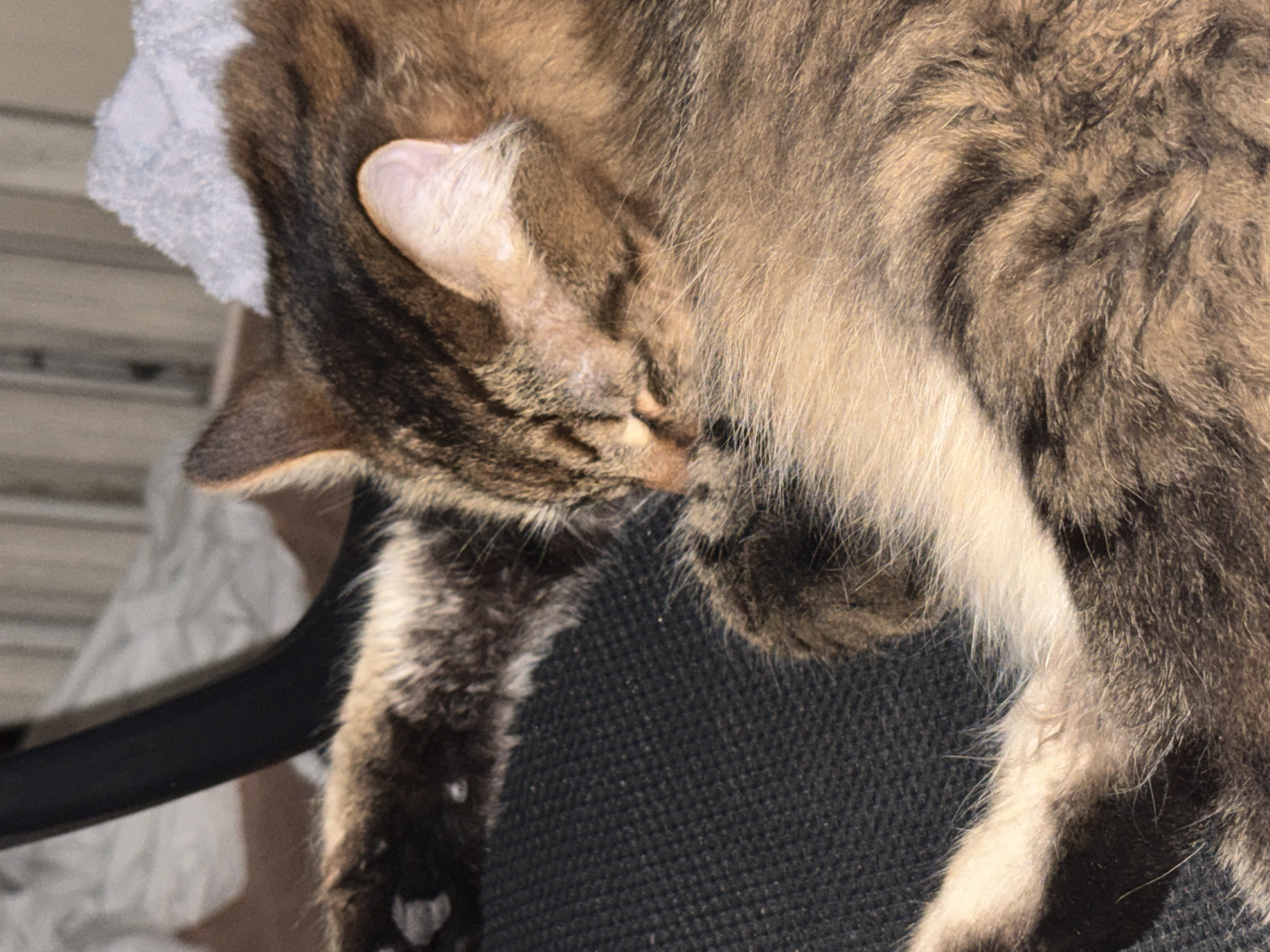 A close-up, medium-shot photograph shows a tabby cat lying on a dark, textured surface, possibly a chair. The cat's head is turned inward, with one ear clearly visible. The cat's fur is a mix of brown, tan, and dark stripes. A white cloth is partially visible near the cat's head, positioned on the left side of the frame. A black object, possibly part of the chair, is seen in the lower-left corner. The lighting appears to be indoor and the scene is in focus. The photograph does not contain any information to determine its location in Moscow, Russia.