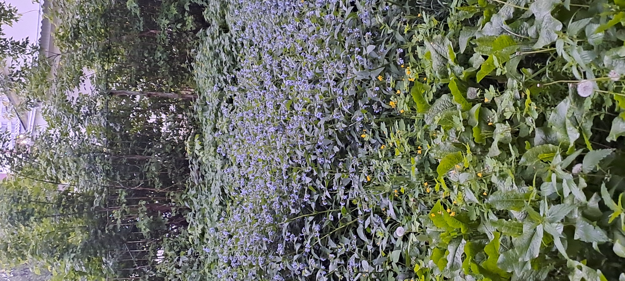 The image shows a dense patch of vegetation in what appears to be an urban environment. A wall or fence is covered in plants, dominated by a profusion of small, light blue flowers. Interspersed among the blue flowers are other types of green plants, including some with larger leaves and small yellow flowers. To the left of the flowering patch, there is a section of trees or bushes with green foliage. In the background, partially obscured by the trees, what appears to be a building with a light-colored roof can be seen. Given the request to provide the location in Yekaterinburg, Russia, the scene could be a park, a garden, or even a roadside area in the city where vegetation has been allowed to grow freely.