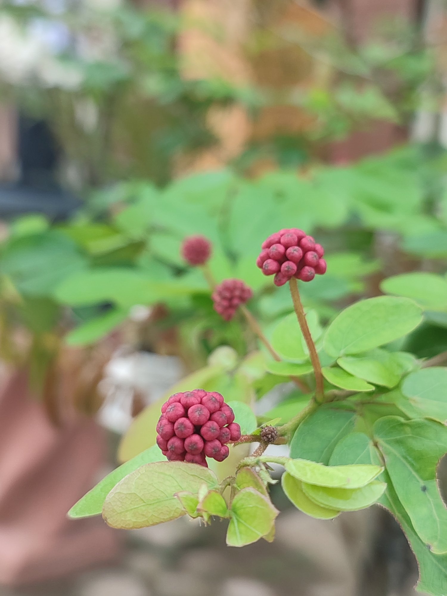 The image displays a close-up, shallow-depth-of-field photograph of a plant, focusing on its reddish flower buds and green leaves. The main subjects are two clusters of small, tightly packed, dark pink to reddish spherical flower buds. One prominent cluster is located in the lower-left foreground, and another is slightly above and to the right, growing on slender stems from a branch. A third, more blurred cluster is visible further back.
The plant features numerous vibrant green leaves, some smaller and lighter green, contributing to a lush green backdrop. The leaves are ovate or somewhat heart-shaped, with visible veins. The overall scene suggests natural growth in an outdoor setting.
The background is heavily blurred, showcasing indistinct forms of varying shades of green and brown, indicating other foliage or distant structures. The lighting suggests it is daytime with soft, natural light illuminating the plant. There are no visible activities, people, or text. The scene is set in Blangriek, Indonesia.