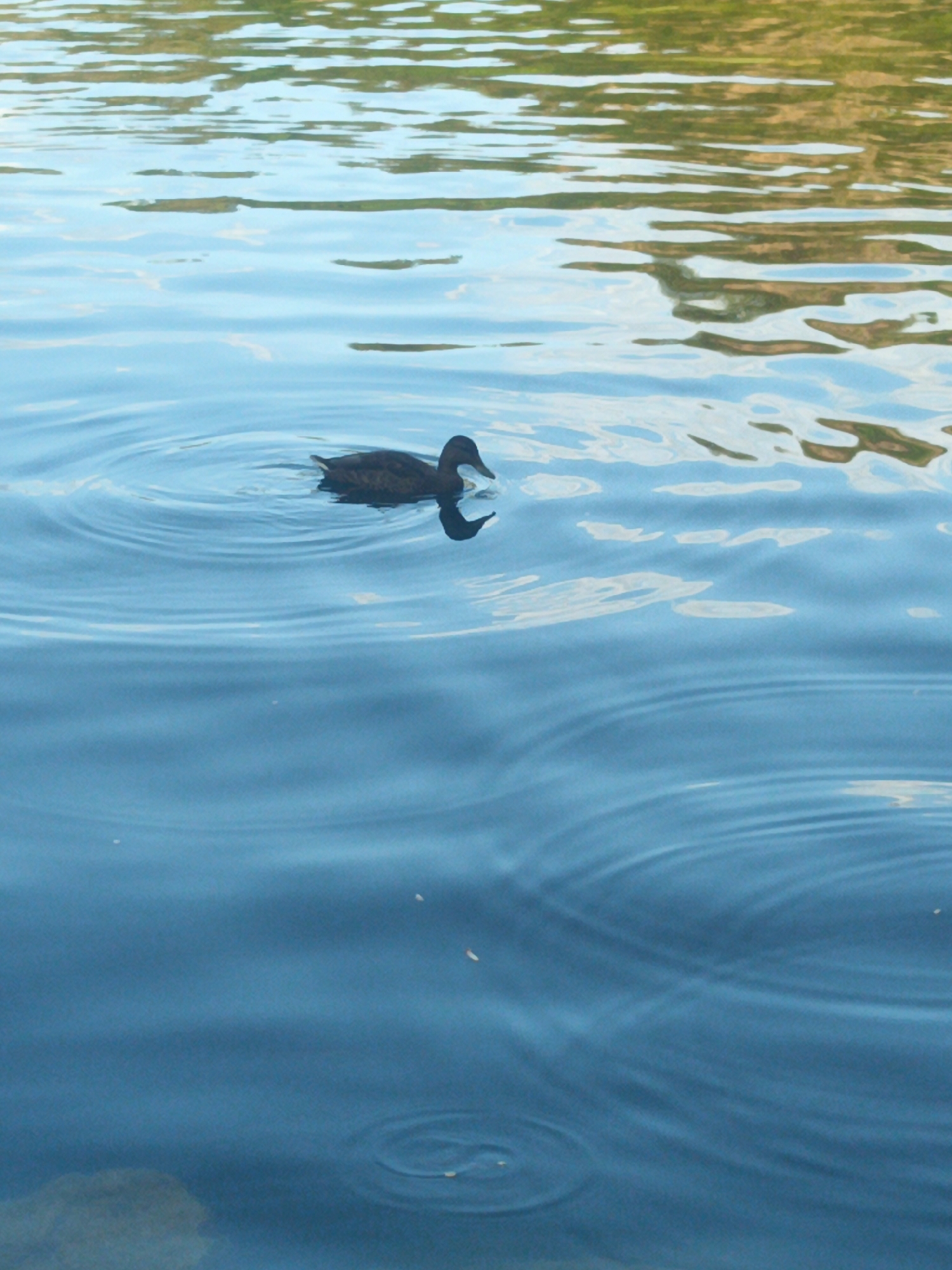 A single dark duck swims on the surface of a body of water. The water is rippled, reflecting the sky and trees on the opposite bank. The duck is positioned to the left of the frame, leaving a trail of concentric circles in its wake. The water appears calm and serene, with the duck being the sole subject in focus. The scene evokes a sense of natural tranquility. This image does not contain any identifiable landmarks or features that would allow for specific location identification within Uzhhorod, Ukraine.