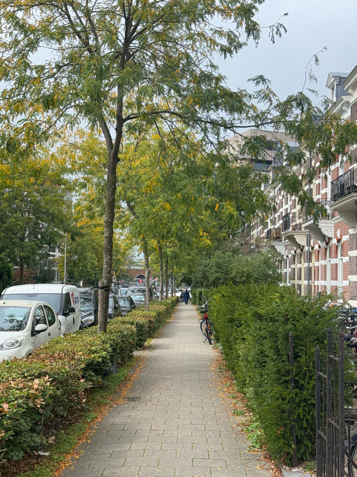 A paved sidewalk runs alongside a street lined with parked cars and trees. The trees have green and yellow leaves, indicating it is autumn. On the right side of the sidewalk is a row of tall, dense green bushes. Beyond the bushes are brick buildings with white accents and balconies. The street is moderately busy with a few cars and a person walking on the sidewalk in the distance. There are also bicycles parked on the right side of the image near the bushes and a black metal gate. The scene is likely in the city of Nijmegen, Netherlands, given the architectural style of the buildings and the presence of parked cars and bicycles.
