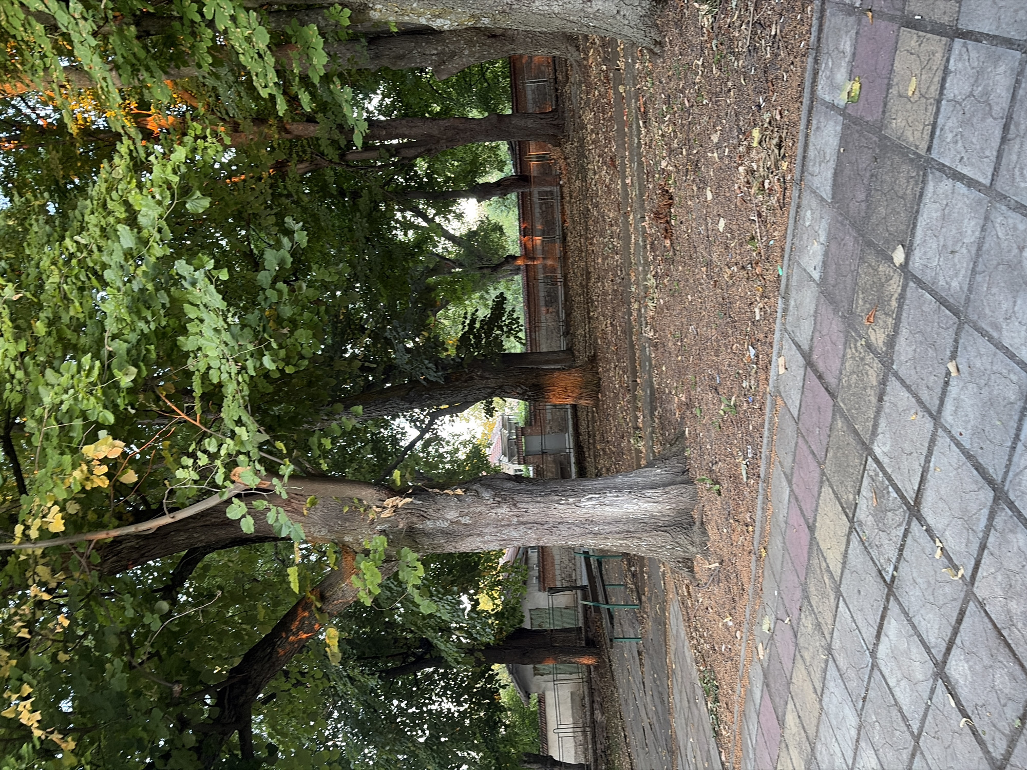 The image shows a park-like area with mature trees and a paved walkway. The trees are large and leafy, with thick trunks. Some of the trees have orange markings around their bases, possibly from paint. A park bench is visible under one of the trees. The ground is covered with fallen leaves and debris. In the background, there is a low wall and a building with a tiled roof. The lighting suggests it is either early morning or late afternoon, with sunlight filtering through the leaves and casting long shadows. The scene appears to be in a quiet, outdoor public space within the city of Blatets, Bulgaria.
