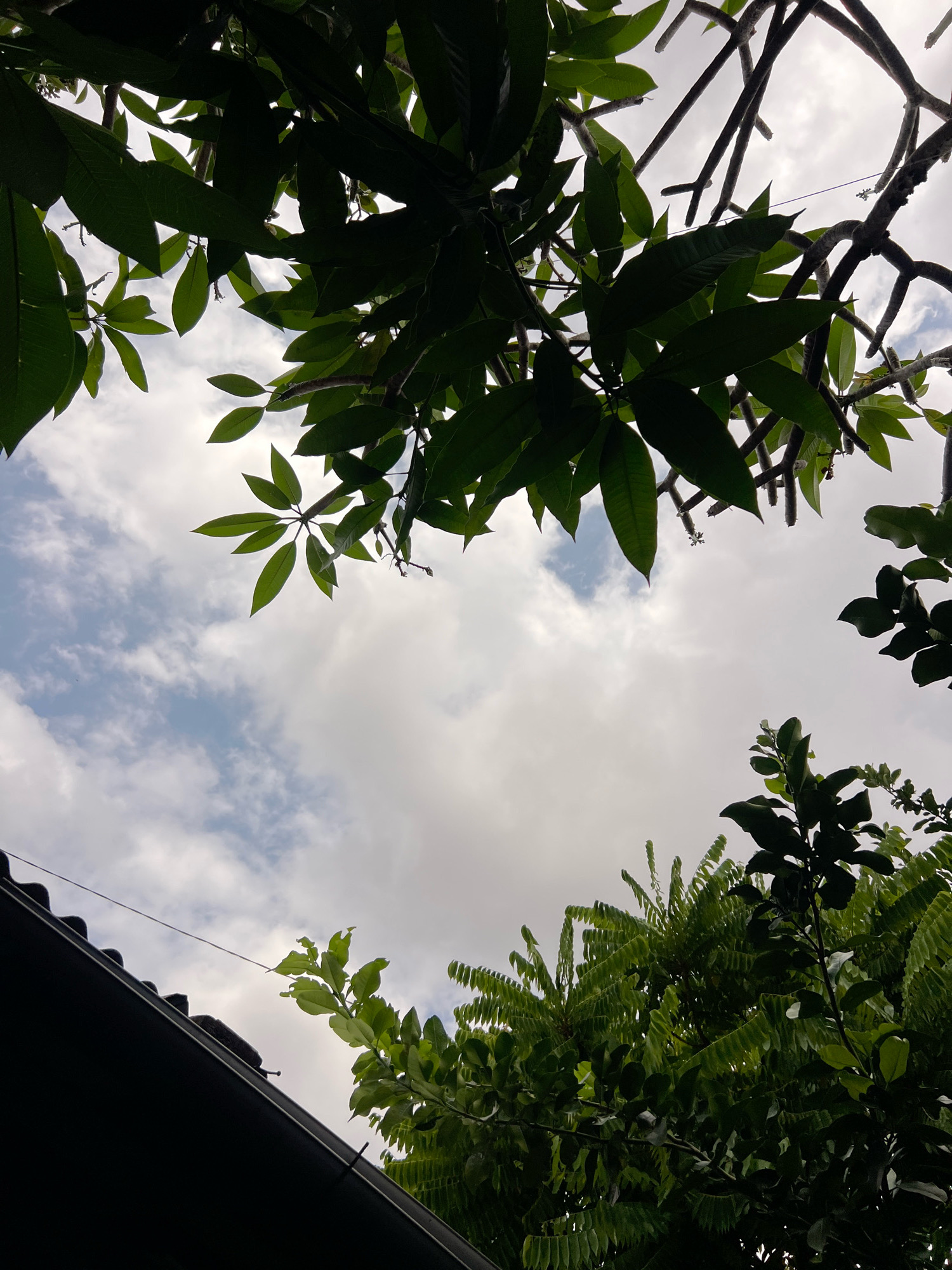 This image shows a view looking up at the sky through the leaves and branches of trees. The sky is partially cloudy with some patches of blue visible. In the lower left corner, a dark, angled roofline suggests the presence of a building. The foliage is lush and green, with some branches appearing bare. The scene is likely from Denpasar, Indonesia, as indicated by the context, suggesting a tropical or subtropical environment. There are no people or animals visible in the image. The lighting indicates it is daytime, with the sun possibly partially obscured by clouds.