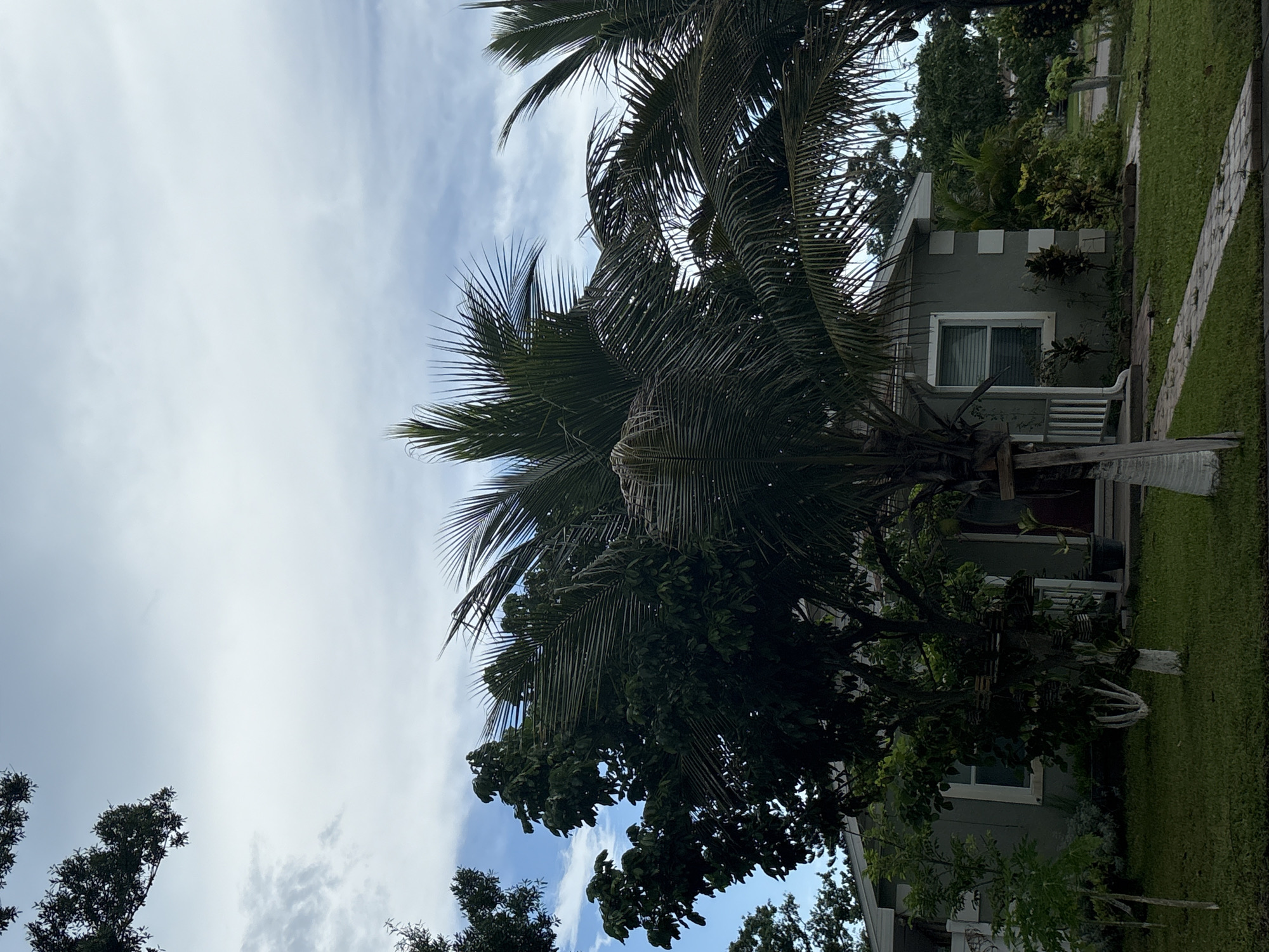 A slightly overcast sky looms above a residential house in Palmetto, Florida. The single-story home features a light gray exterior with white trim around the windows and corners. A white tiled walkway leads from the street to the porch, which has white railings. Lush green grass surrounds the house, interspersed with various trees and plants, including palm trees with their fronds extending into the frame. The scene appears calm and suburban.