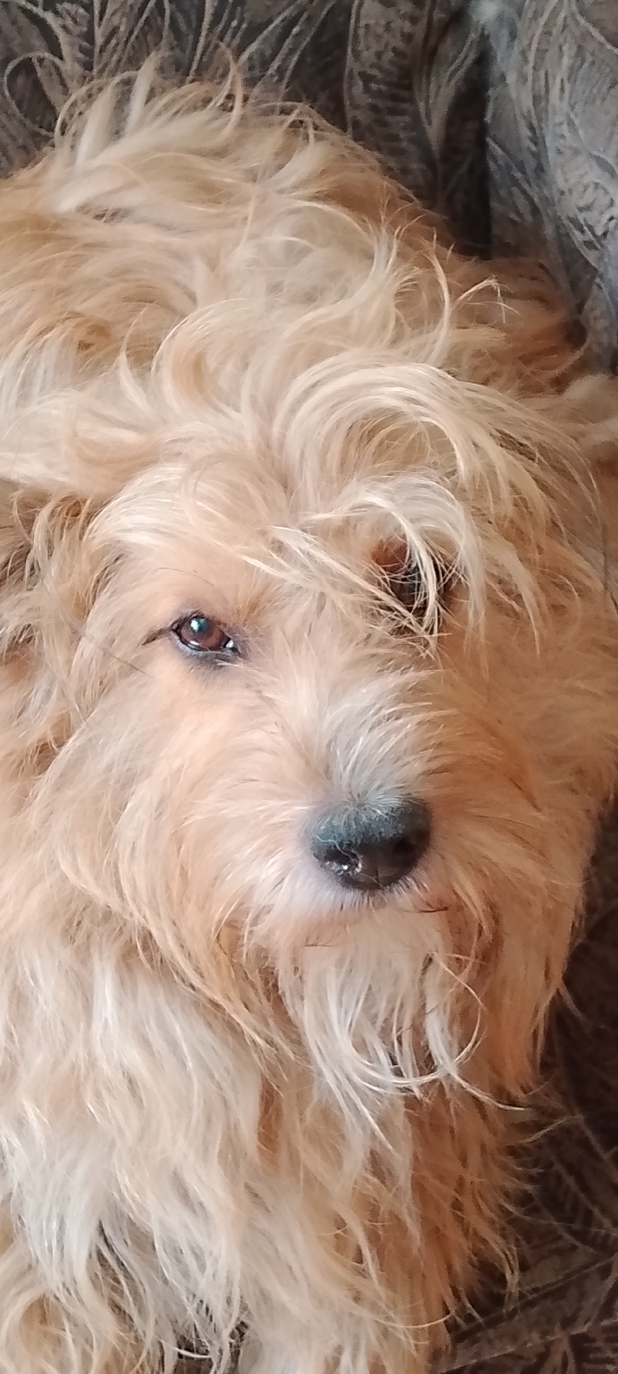 The image is a close-up, eye-level portrait of a light brown, scruffy-haired dog lying down. The dog's head is the primary focus, filling most of the frame. Its fur is textured and somewhat messy, with strands of lighter and darker brown hair. The dog's right eye, a deep brown, is visible and appears to be looking slightly to the left. Its nose, a dark color with some lighter specks, is also visible. The background consists of a dark, textured fabric, possibly a couch or blanket, with a subtle pattern. The lighting is soft, highlighting the dog's fur and features. There is no discernible location in the city of Belgorod, Russia, indicated in the image.