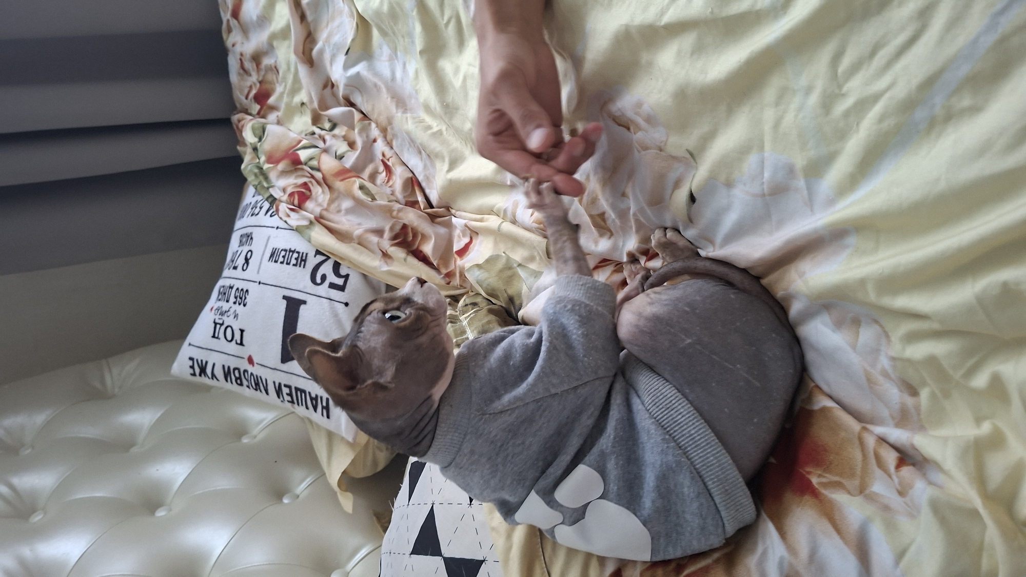 A hairless cat, wearing a grey sweater with white paw prints, sits on a bed and shakes hands with a person. The bed has yellow and floral-patterned sheets and a white tufted headboard. A pillow with text and numbers is also visible. The scene takes place indoors, likely in a bedroom. There is no indication of the location being in the city of Myadzyel, Belarus.