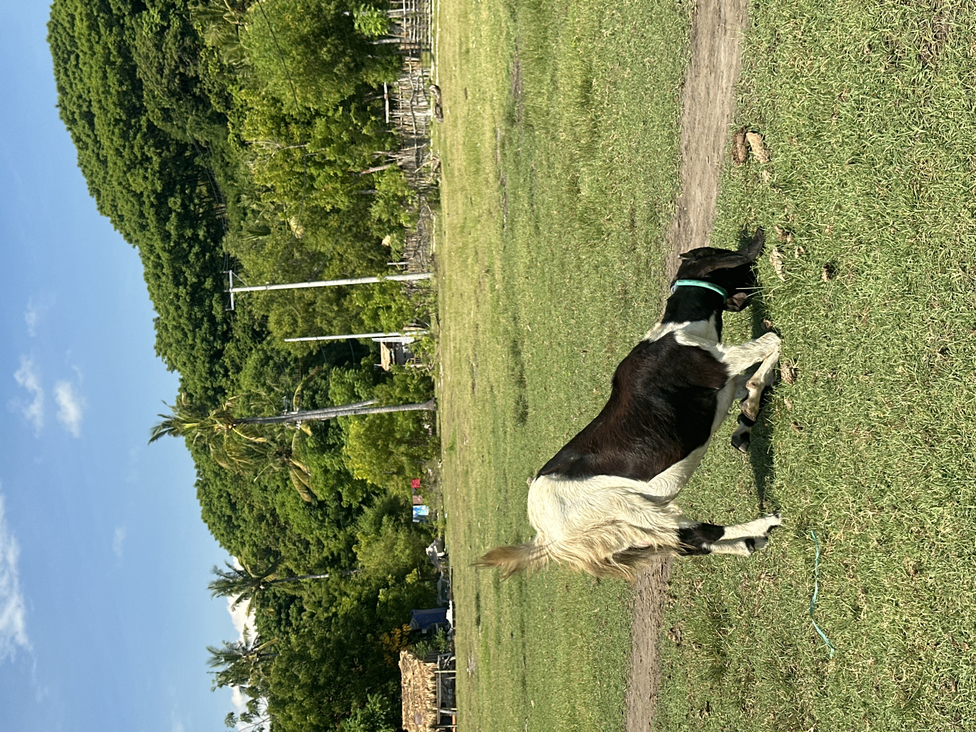 The image shows a black and white goat with a green collar grazing on a grassy field in Unknown, Indonesia. In the background, there are trees and some buildings. The sky is blue with some clouds.
