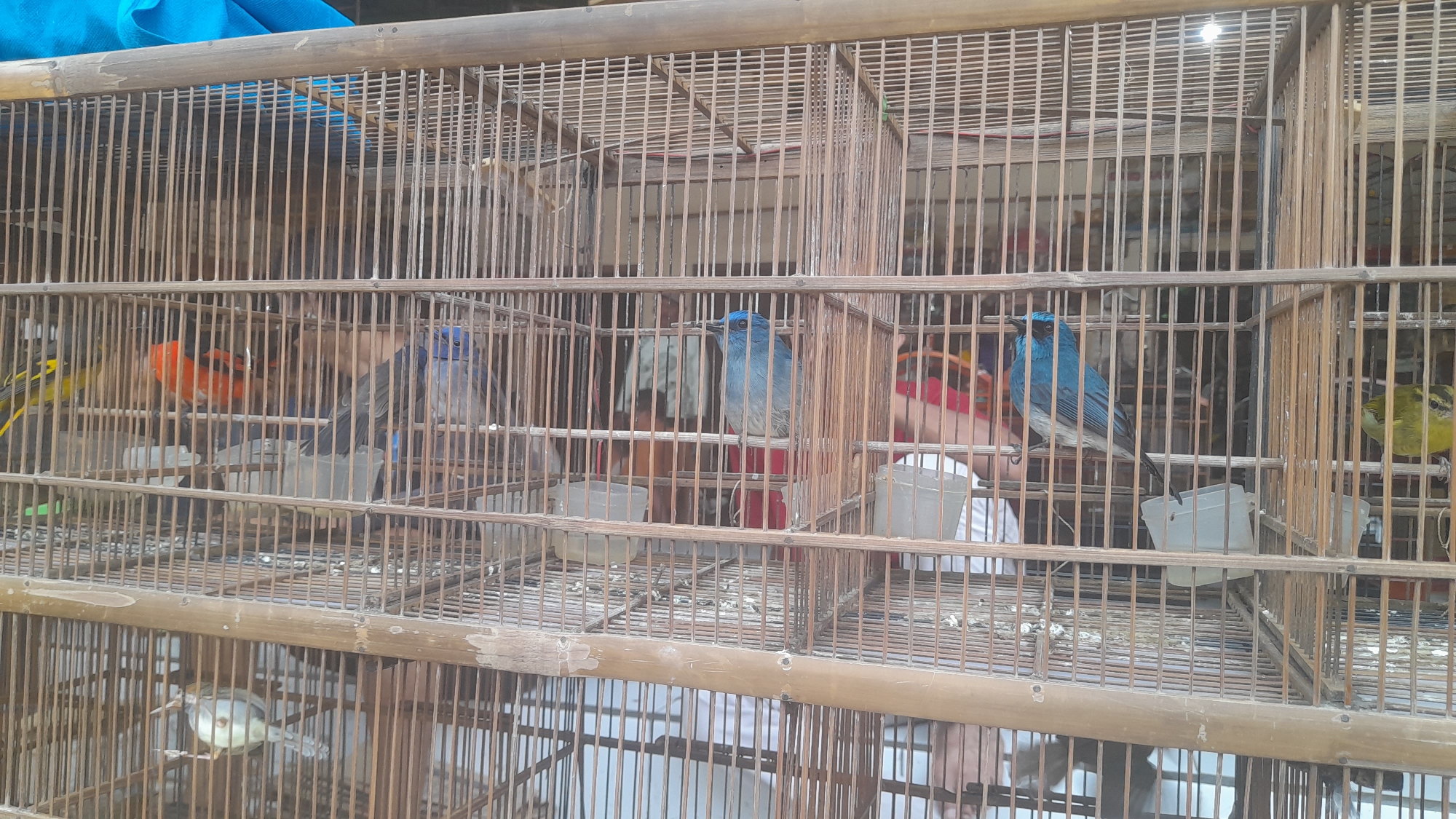 The image displays a close-up, eye-level view of a multi-tiered bamboo bird cage. The cage contains several small birds, with distinct colors. On the top tier, a yellow bird with black markings is visible on the far left. Next to it is a bright orange bird. Further to the right on the top tier, two blue birds are perched. On the middle tier, another blue bird is prominently featured on the right, and a smaller, light-colored bird is on the far left. The bottom tier shows a light-colored bird perched on a branch. White plastic cups, likely for food or water, are placed throughout the cage. The background is blurred but suggests an outdoor market setting, with hints of clothing and possibly other stalls, consistent with a scene in Pekalongan, Indonesia. The lighting appears natural, suggesting daytime.