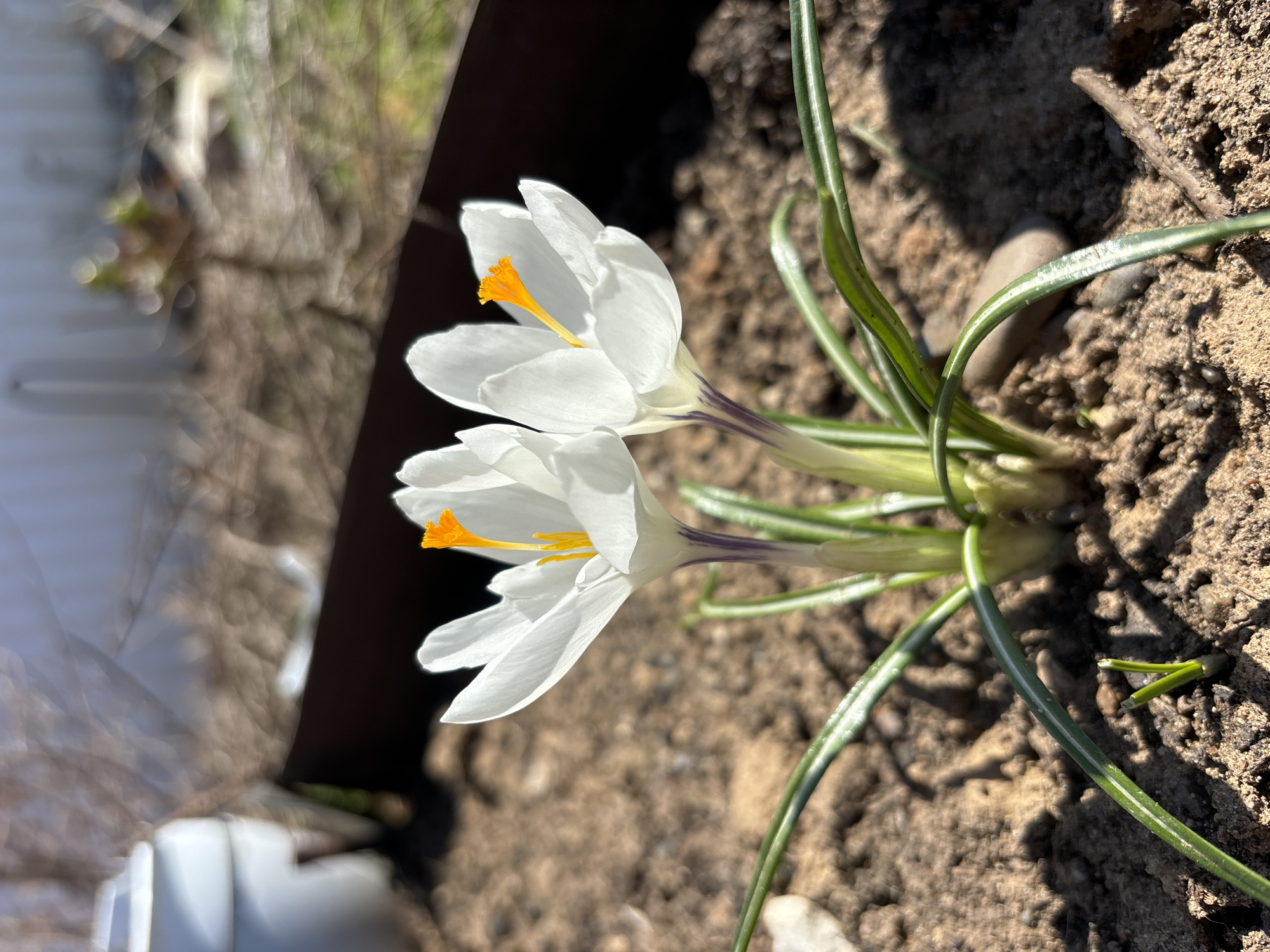 This close-up image, taken in Noviy, Russia, features two vibrant white crocus flowers blooming in earthy soil under bright sunlight. The flowers are positioned prominently, appearing to grow upwards from the ground. Each crocus displays delicate white petals, slightly opened to reveal distinct bright orange-yellow stamens and pistils at their core. Subtle purple striations are visible at the base of the petals, near the stem.
Surrounding the crocus stems are several long, slender, green, grass-like leaves, each characterized by a lighter stripe running down its length. The ground consists of coarse, brownish soil, interspersed with small pebbles and a few fragments of organic debris, including a small stick to the right of the flowers. Strong, direct sunlight illuminates the scene, creating clear shadows and highlighting the textures of the petals and soil.
The background is softly blurred, showing indistinct shapes of what appears to be distant trees or vegetation with some green foliage on the left. A dark, vertical element creates a boundary behind the flowers, separating the foreground from very blurry, lighter-toned shapes further in the background, possibly indicating a fence or a distant structure. The overall scene evokes the freshness and beauty of early spring, captured on a sunny day. No text is visible in the image.