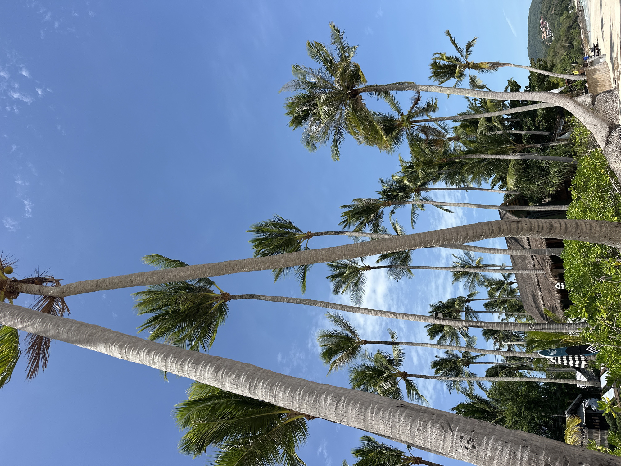 This is a photograph taken at a beach in Ko Samui District, Thailand. The scene is dominated by numerous tall palm trees with their fronds reaching towards a bright blue sky with sparse white clouds. In the background, a thatched-roof building is visible, nestled among lush green foliage. A sandy beach stretches along the right side of the frame, with a few people visible in the distance. The overall impression is one of a tropical paradise on a clear day.
