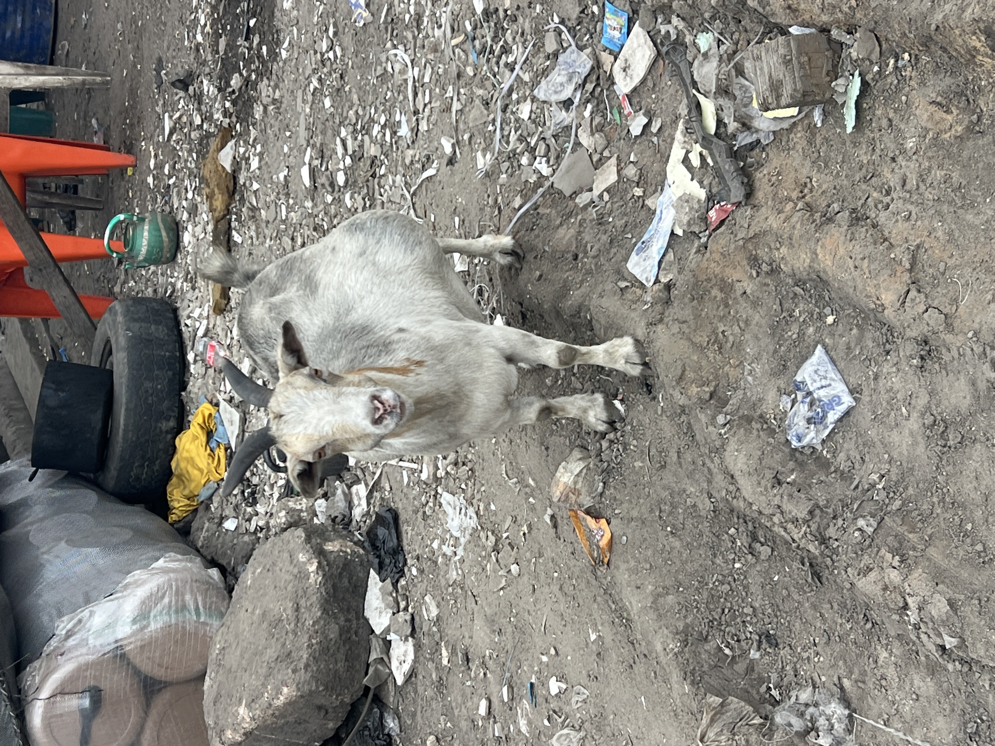 A medium shot shows a light-colored goat standing in a dusty, debris-strewn area, possibly on the outskirts of Ikeja, Nigeria. The goat has horns and a reddish-brown marking on its neck. It faces the camera, its eyes looking directly at the viewer. The ground is covered in dirt, small rocks, and various pieces of trash, including plastic bags, wrappers, and discarded items. In the background, to the left, are large cylindrical objects wrapped in plastic and a large, gray boulder. Further back, a black tire and some yellow fabric are visible. To the right of the goat, some orange chairs and wooden structures suggest a nearby informal settlement or marketplace. The overall impression is one of urban poverty and neglect.