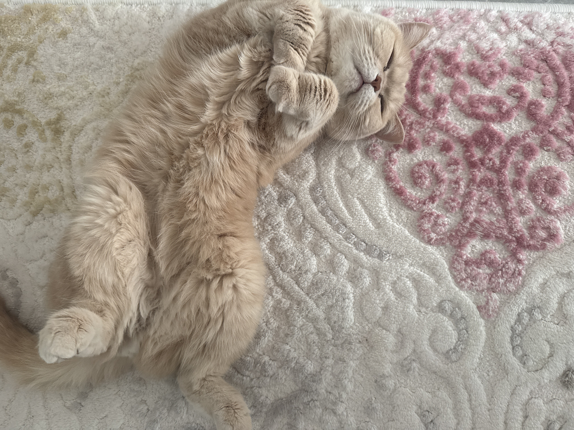 A fluffy, light orange and cream-colored cat is resting on its back on a patterned rug, appearing to be asleep or deeply relaxed. Its eyes are closed, and its front paws are curled upwards near its face. The cat's body is stretched out diagonally across the frame, showcasing its soft, dense fur.
The rug beneath the cat is a blend of white and cream, featuring distinct textured patterns. On the upper right side of the image, the rug has prominent pink and maroon ornate designs, contrasting with more subtle white and grey textured patterns covering the rest of the visible surface.
The setting appears to be indoors, likely a home, with soft, natural lighting. The overall mood conveyed is one of peace, comfort, and tranquility. There is no visible text in the image.
