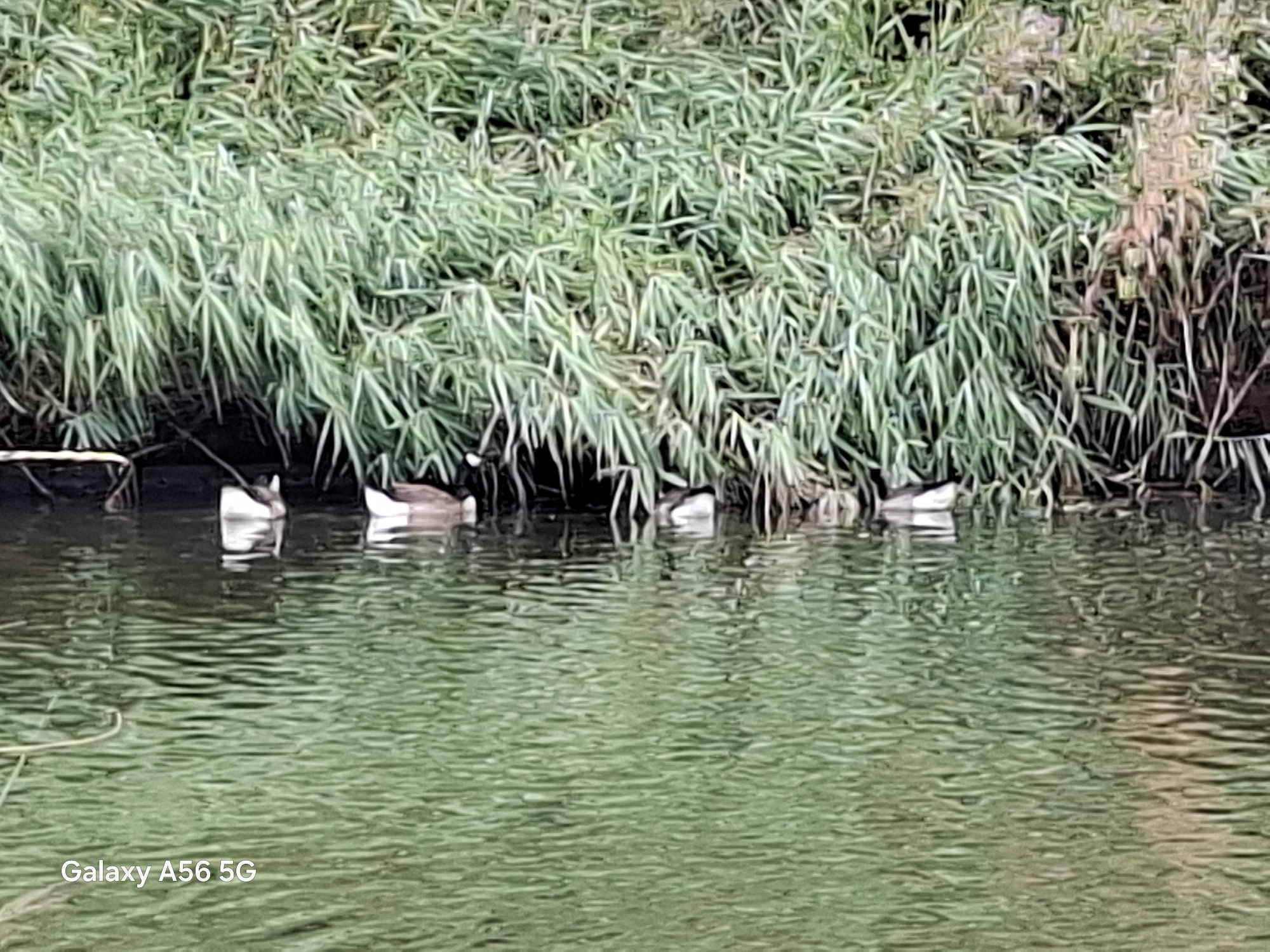The image depicts a body of calm, green water with a dense growth of tall, green reeds along the far bank. There are five ducks swimming in the water, positioned from left to right. The ducks are mostly dark brown with white markings on their heads and chests. The water surface is rippled, reflecting the green vegetation and the ducks. The overall scene appears to be a natural environment, possibly a canal or riverbank. The "Galaxy A56 5G" watermark is visible in the bottom left corner of the image.