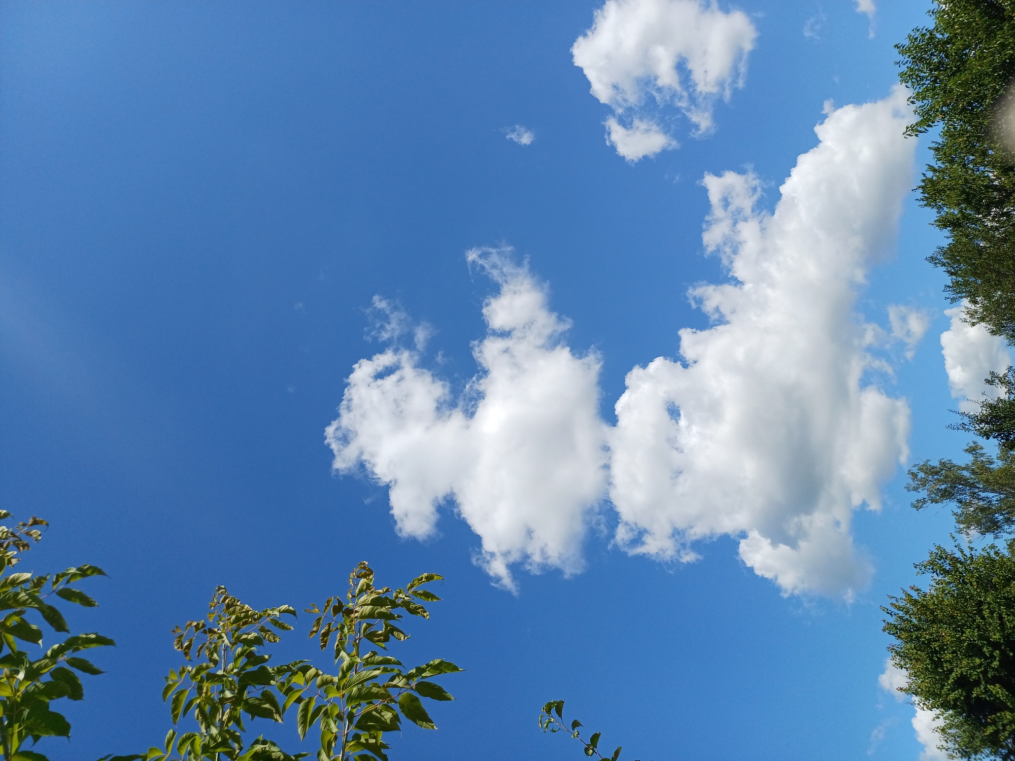 A vertical, medium shot captures a bright blue sky dotted with fluffy white clouds. In the upper left quadrant, green leaves from a tree branch hang into the frame. A line of green trees forms a dense canopy across the bottom of the image. The scene appears to be outdoors on a clear day.