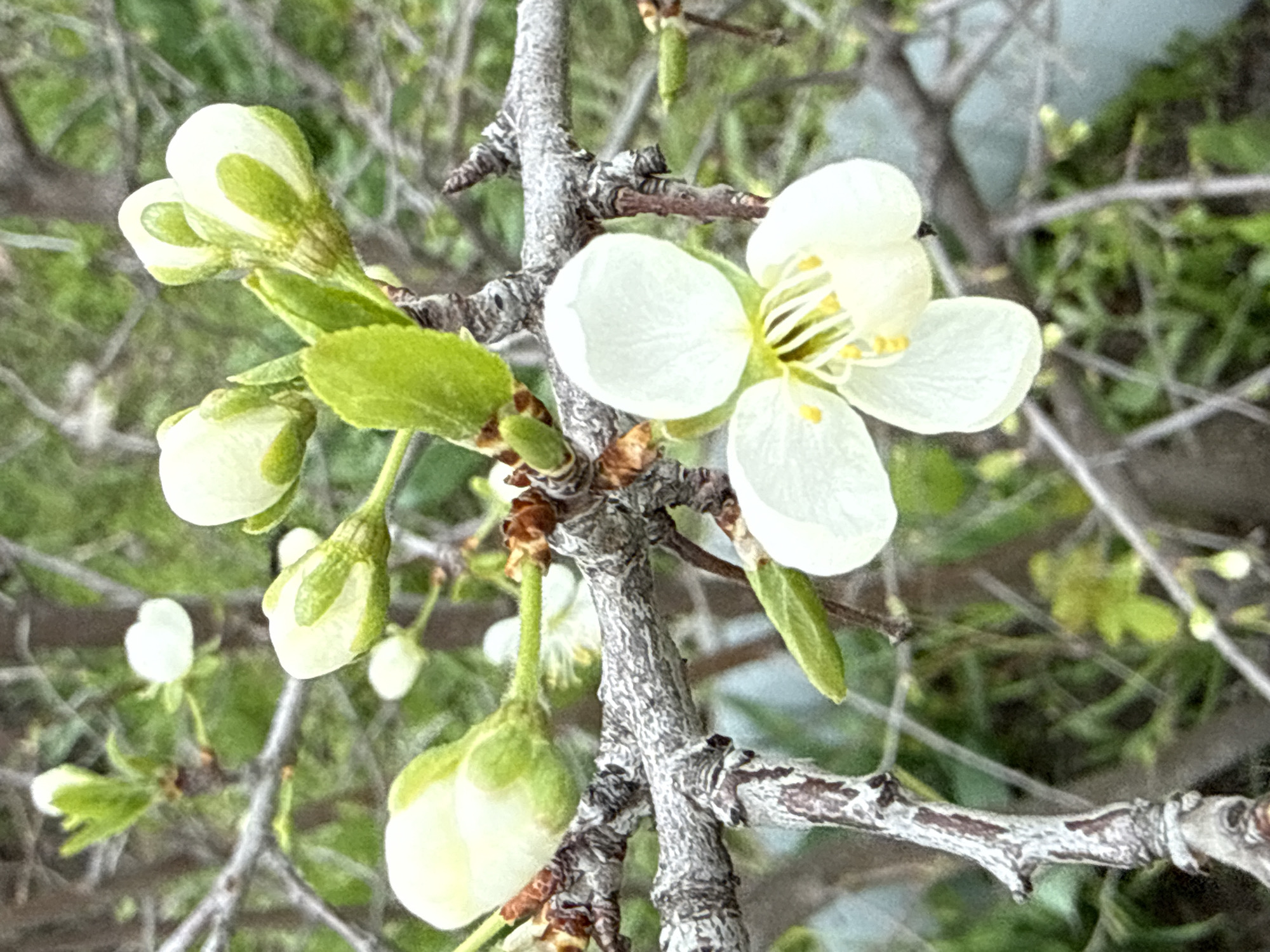 The image presents a close-up view of a blooming white flower and several accompanying buds on a tree branch, set against a softly blurred green background. The central subject is a fully opened flower with five distinct white petals and a vibrant yellow cluster of stamens at its core. Surrounding this bloom are multiple flower buds in various stages of development; some are tightly closed, exhibiting a pale green base and white tips, while others are partially open, hinting at the white petals within.
Small, bright green leaves are visible, either unfurling from the branches or accompanying the blossoms, indicating new spring growth. The branches themselves are gnarled and textured, with a greyish-brown, somewhat rough bark. The natural lighting suggests daytime, likely morning or early afternoon, under clear weather conditions, as there are no harsh shadows or signs of precipitation. The scene conveys a sense of renewal and the advent of spring. While no specific geographical features are present in the frame, the location is noted as Aksay, Kazakhstan. There is no visible text within the image.