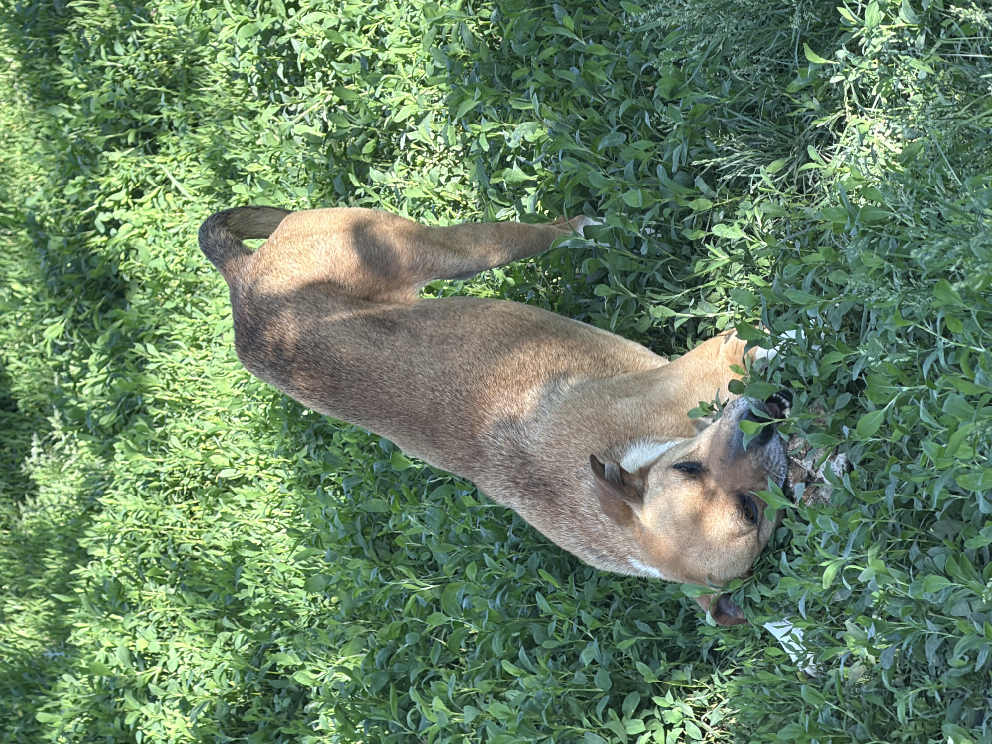 A medium-sized brown dog lies on its back in a dense patch of green foliage. The dog's tail curls up near its rear, and its head is positioned among the leaves. The setting is outdoors. Leningradskaya, Russia cannot be confirmed as the location.