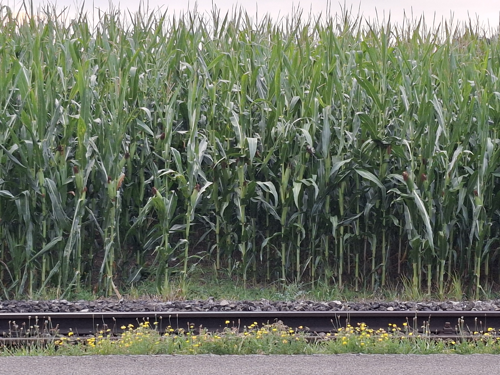 A dense field of tall green corn stalks dominates the background of this image. The corn plants are packed closely together, obscuring any view beyond them. In the foreground, a set of railroad tracks runs horizontally across the scene. The tracks consist of dark metal rails laid on a bed of grey ballast. A strip of green grass and small yellow wildflowers grows along the edge of the tracks. The ground in front of the tracks is a light grey, textured surface, possibly asphalt or a similar paved material. The sky above the cornfield is a pale, overcast grey. There are no people or animals visible in the image.