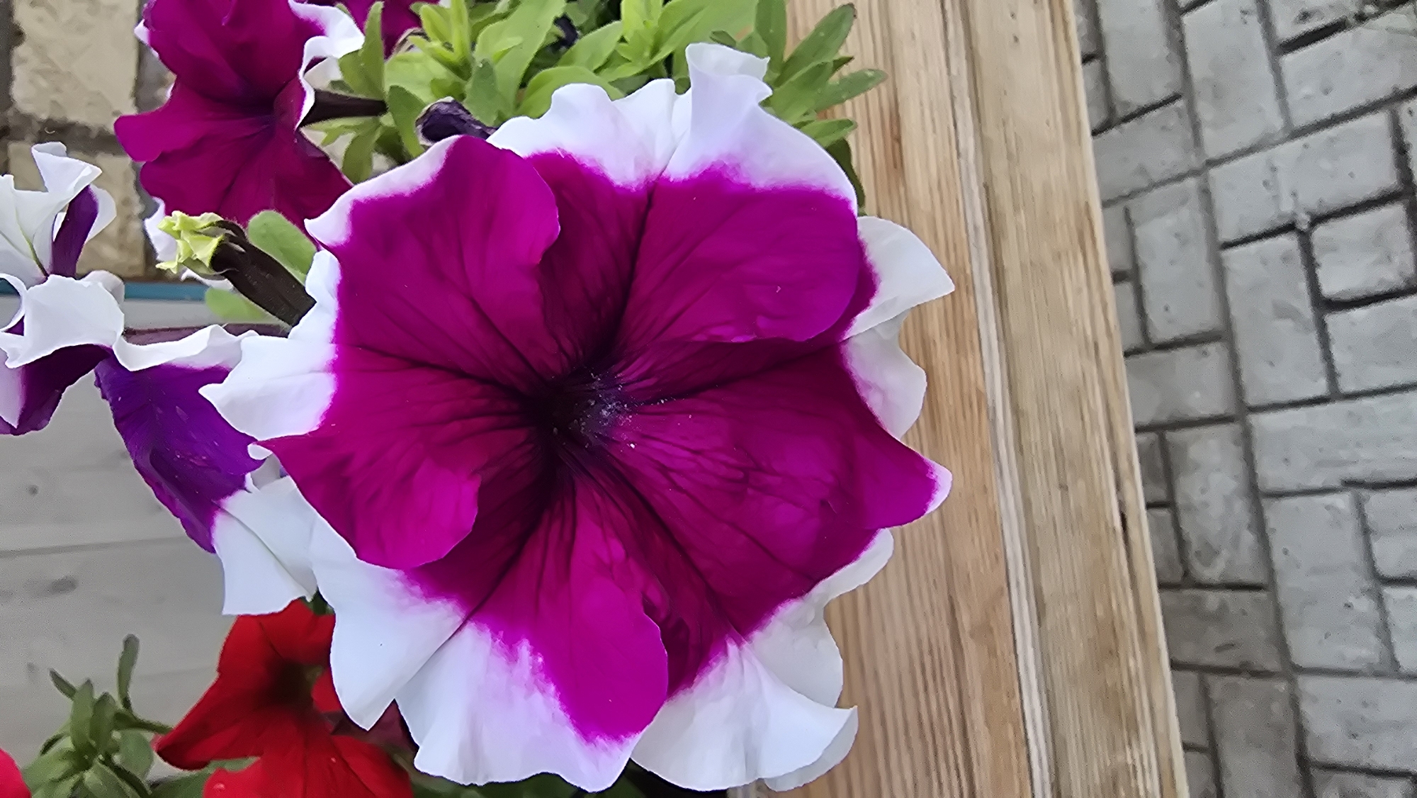 The image shows a close-up of a vibrant petunia flower with deep magenta petals transitioning to white edges. The flower is positioned centrally, slightly angled, against a backdrop that includes other petunias in shades of red and purple, green foliage, and a wooden planter box. Below the planter box, a textured surface of gray rectangular paving stones is visible. The lighting appears natural, highlighting the texture and colors of the petals. There are no people or any discernable activity in the image. The scene is set outdoors, likely in a garden or a planter arrangement. The specific location in the city of Круглоозерное, Kazakhstan is not visually identifiable from the image content itself.