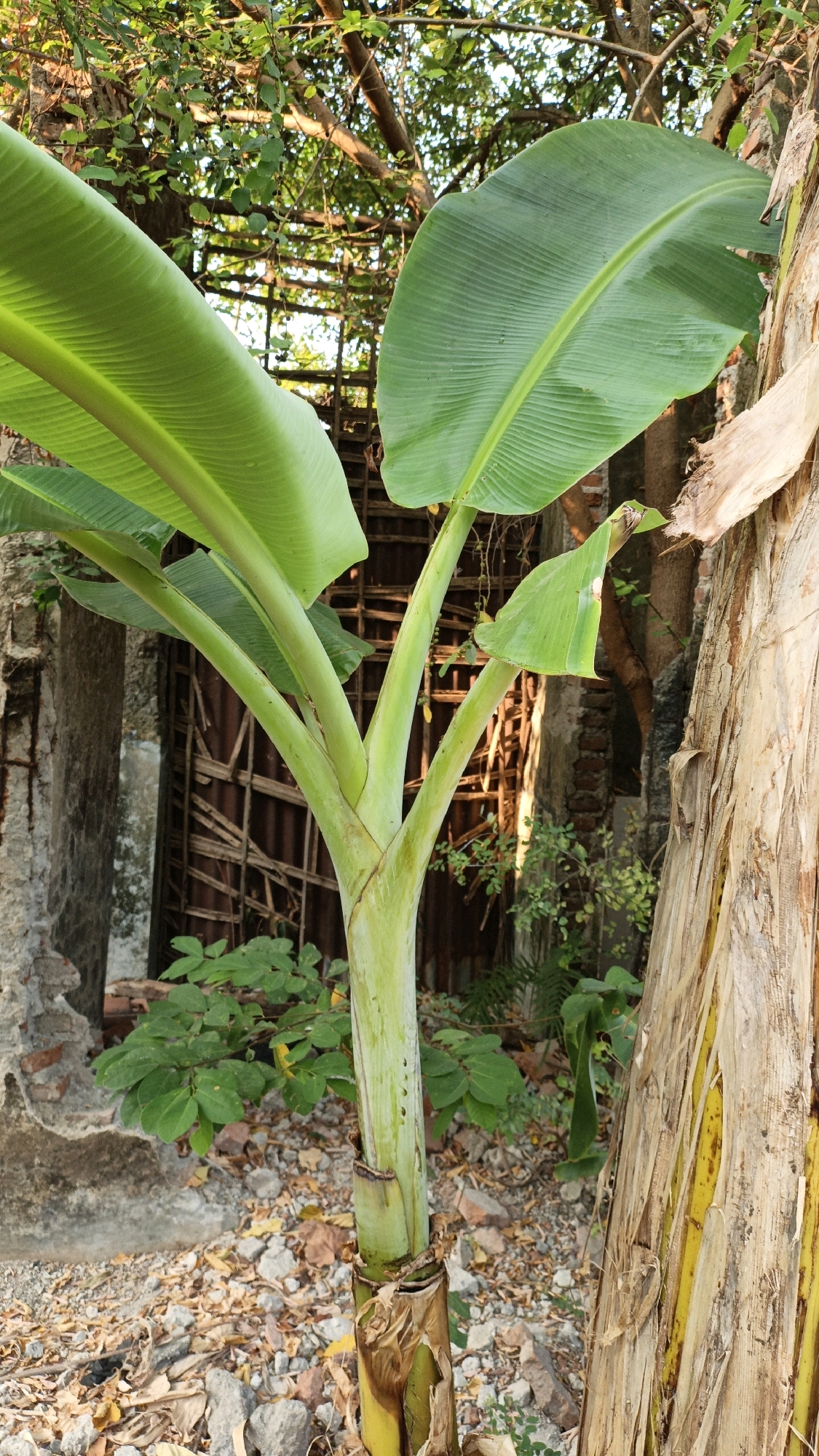 The image depicts a close-up view of a young banana plant with vibrant green leaves and a light green stalk. The stalk is split into multiple stems from which the large leaves emerge. To the right of the banana plant, a larger, older banana tree trunk with dry, fibrous bark is visible. In the background, there is a partially obscured, rustic structure made of wood and possibly tin, suggesting an outdoor, possibly rural or semi-urban setting. There are also remnants of concrete and brick structures, indicating a possibly derelict or weathered area. The ground is covered with small stones, debris, and dry leaves. The lighting suggests it is daytime, with sunlight filtering through trees in the upper background. The image does not contain any people or visible signs of recent activity. The location is identified as Cikal, Indonesia.