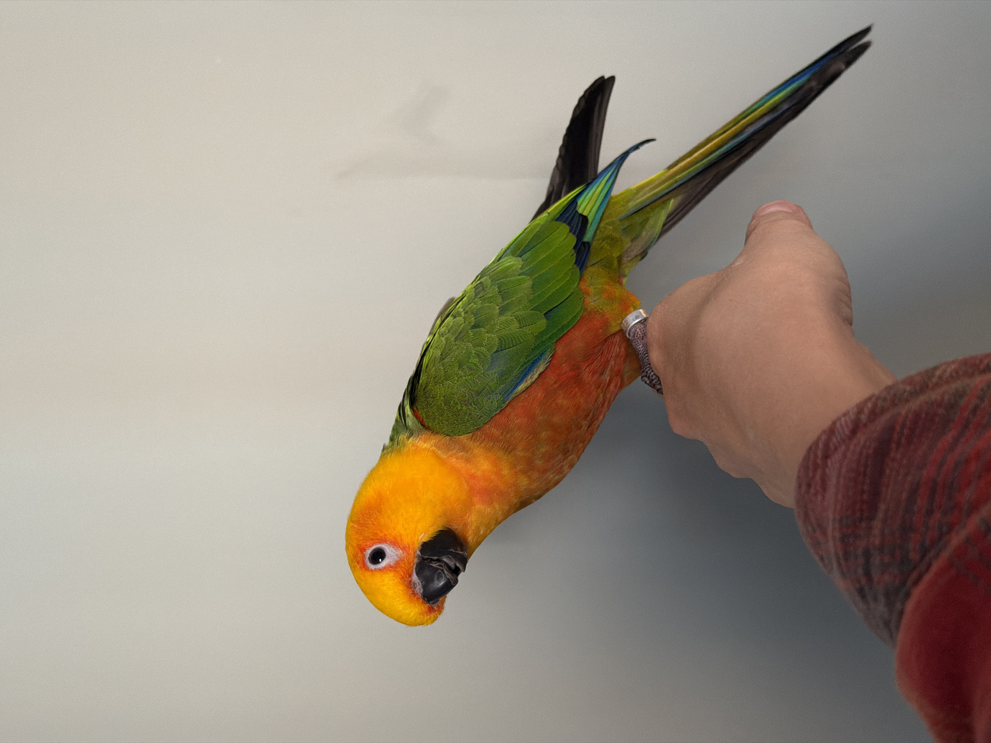 A sun conure parrot, with vibrant orange, yellow, and green plumage, is perched on a human hand. The parrot's head is turned to its left, with its black beak slightly open. A silver ring is visible on the middle finger of the hand. The hand and arm are partially visible, clad in a red and black plaid long-sleeved shirt. The background is a plain, light gray wall, with subtle shadows suggesting a light source from the right. The image does not provide any contextual information that would allow for localization in Khimki, Russia.